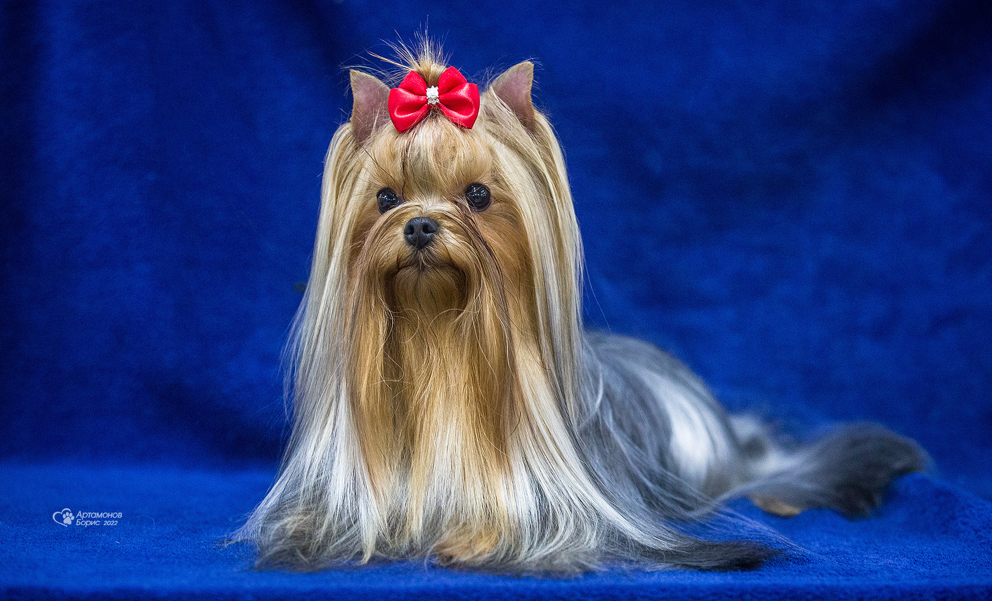 ПОРТРЕТИКИ. Борис Артамонов фотограф — анималист. Москва