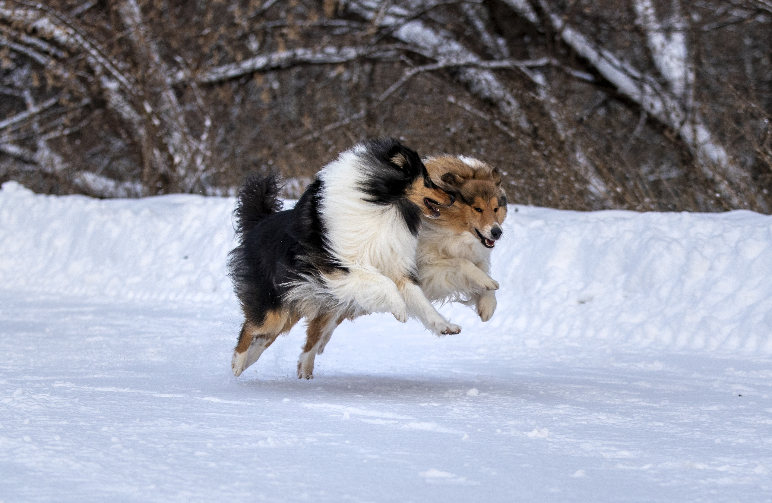 Коляшки на прогулке. Борис Артамонов фотограф — анималист. Москва