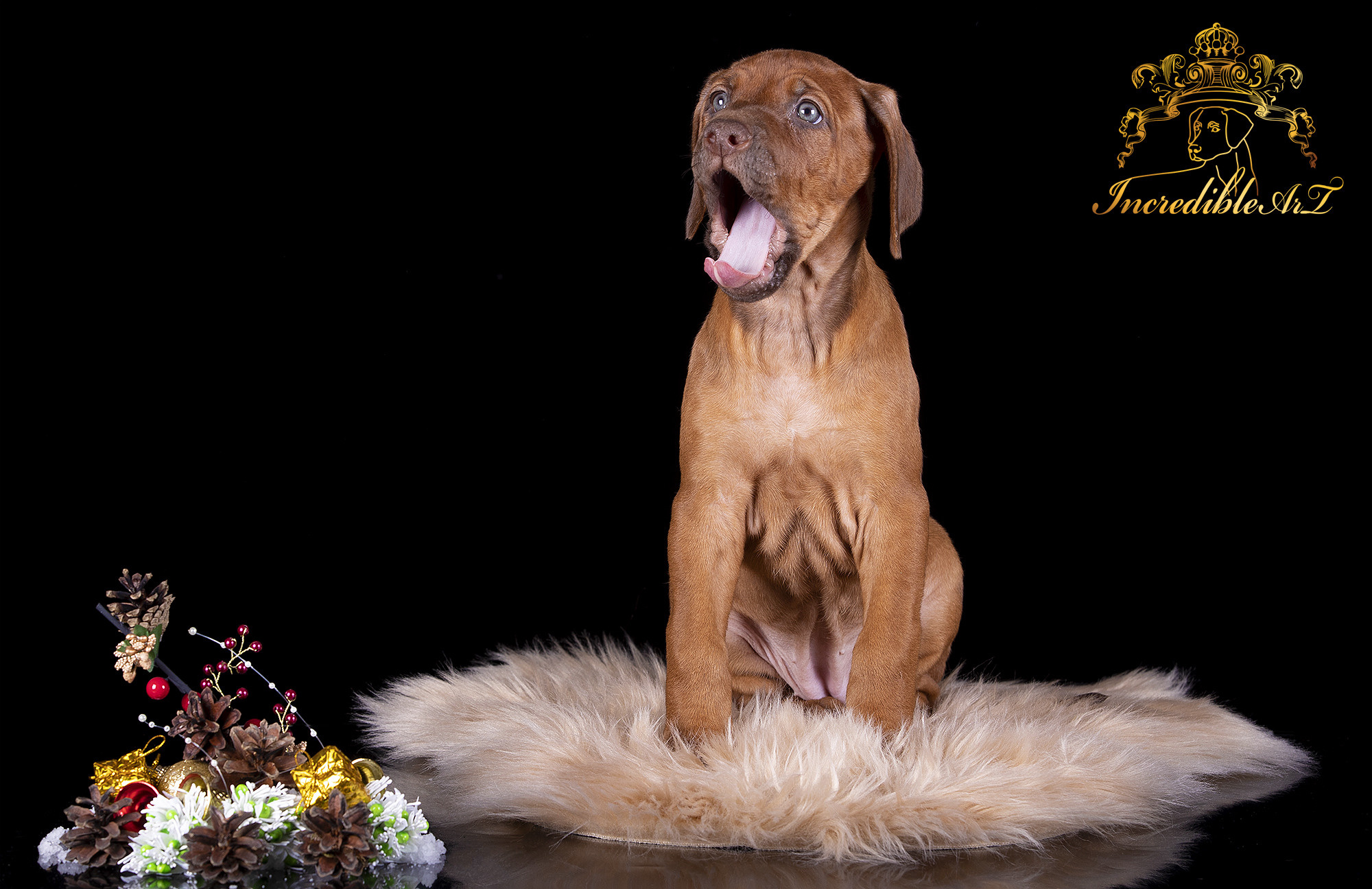 Щенки риджбеки. Борис Артамонов фотограф — анималист. Москва