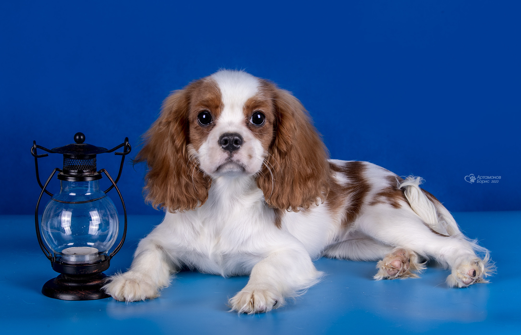 КАВАЛЕРЧИКИ. Борис Артамонов фотограф — анималист. Москва