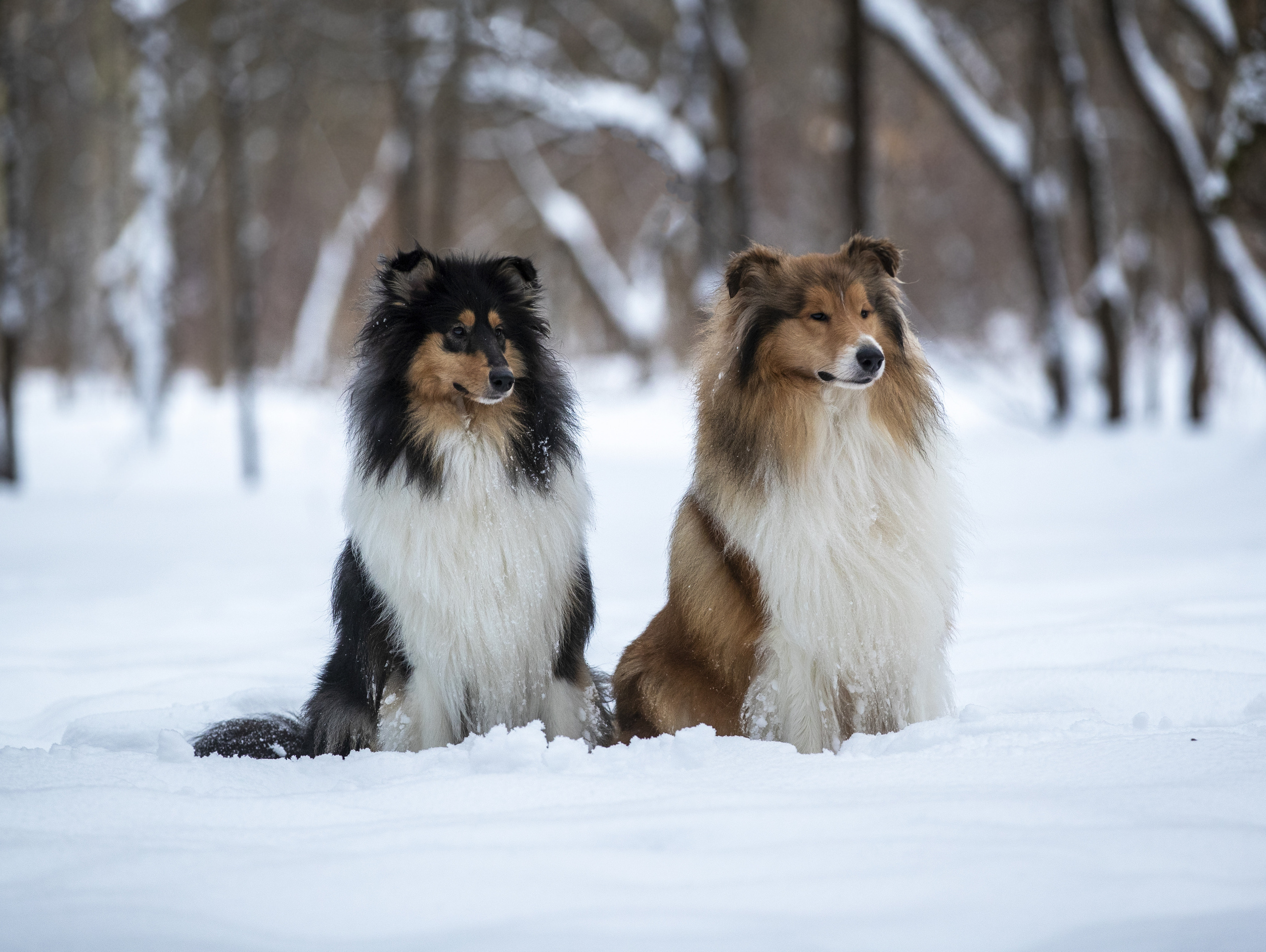 Коляшки на прогулке. Борис Артамонов фотограф — анималист. Москва