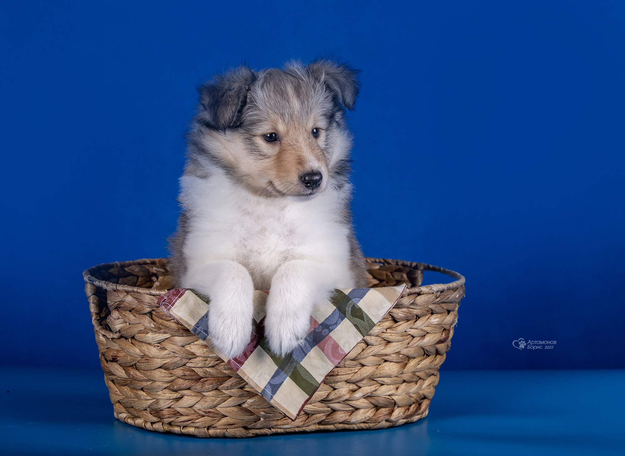 КАВАЛЕРЧИКИ. Борис Артамонов фотограф — анималист. Москва