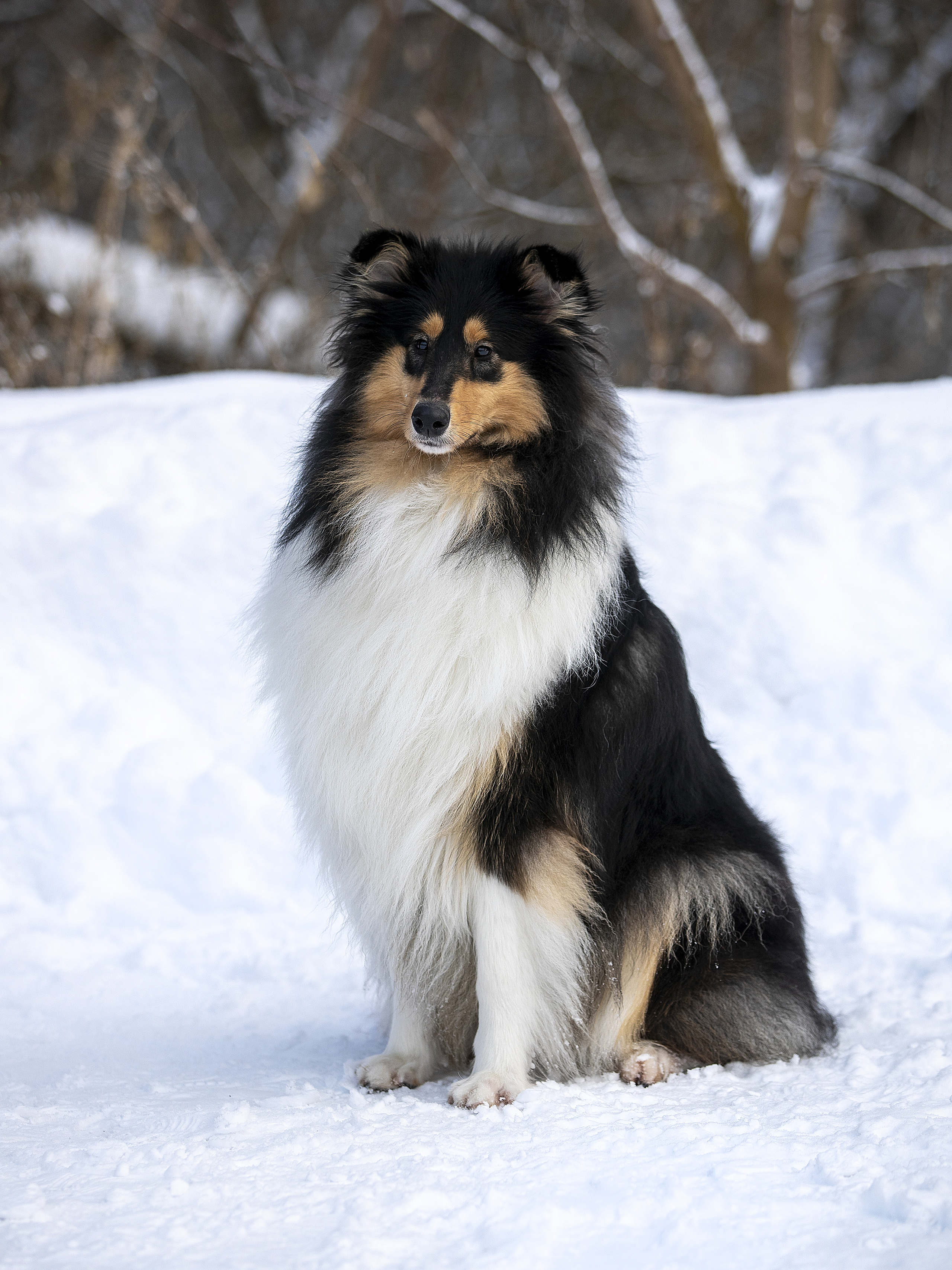 Коляшки на прогулке. Борис Артамонов фотограф — анималист. Москва