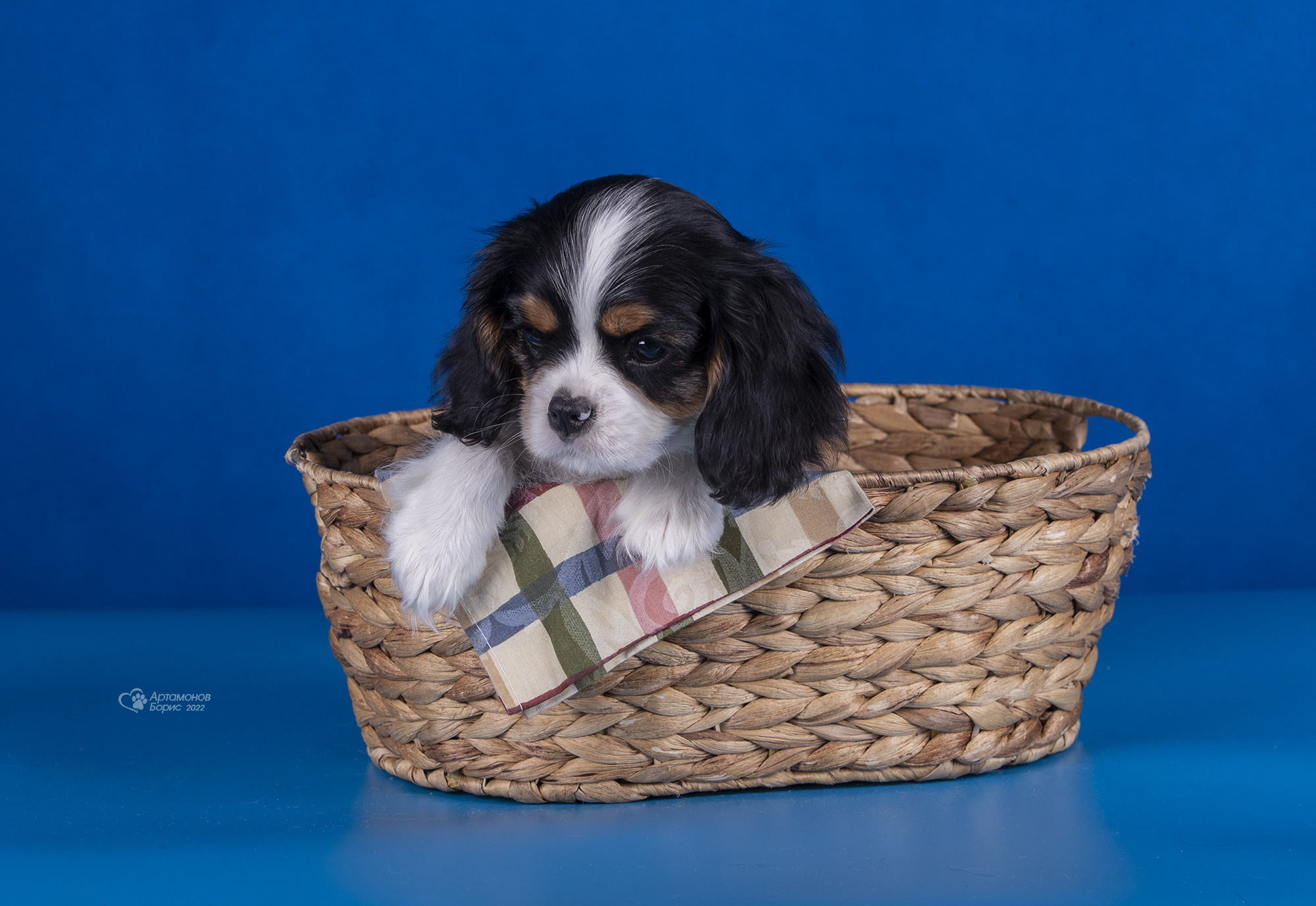 КАВАЛЕРЧИКИ. Борис Артамонов фотограф — анималист. Москва