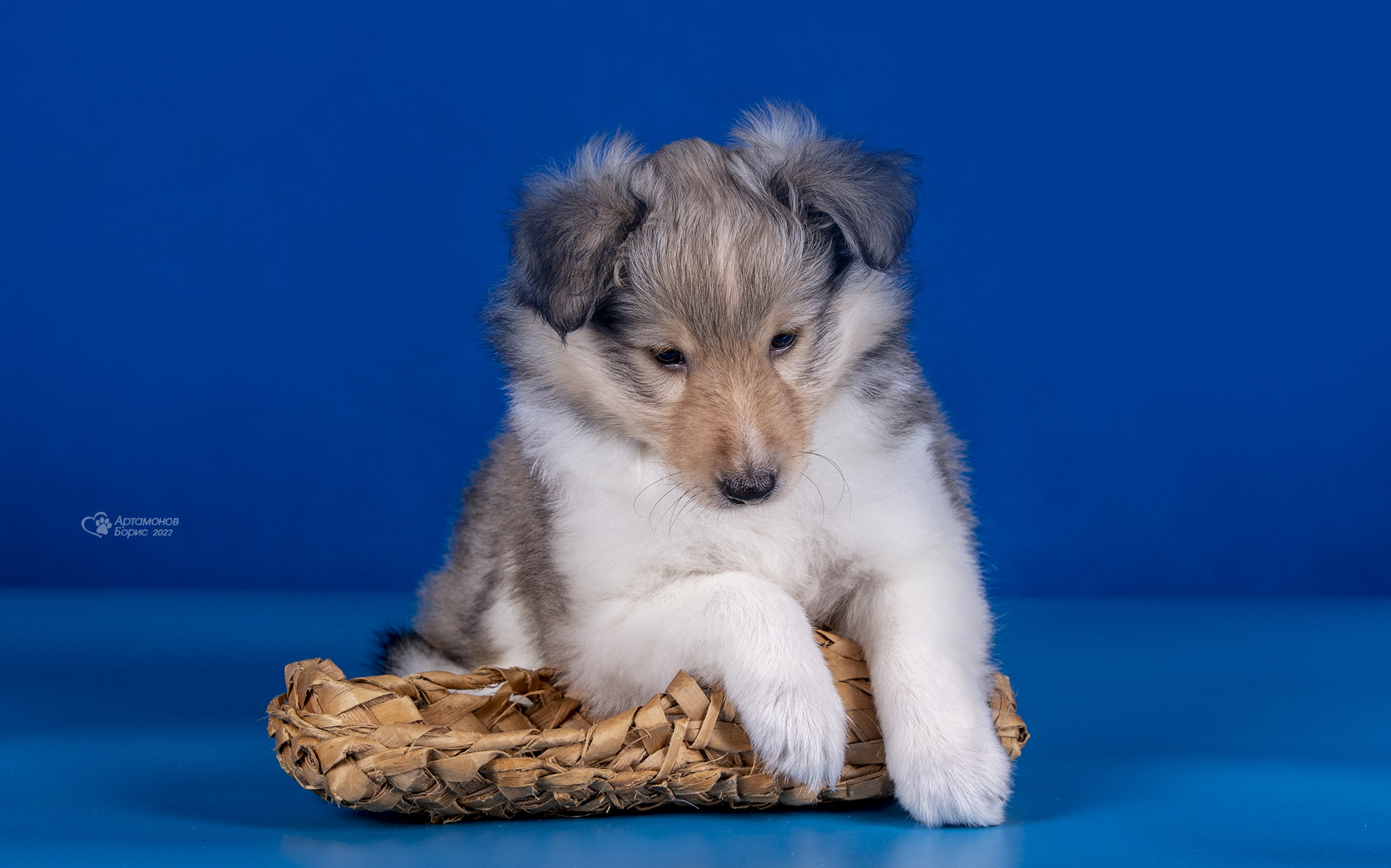 КАВАЛЕРЧИКИ. Борис Артамонов фотограф — анималист. Москва