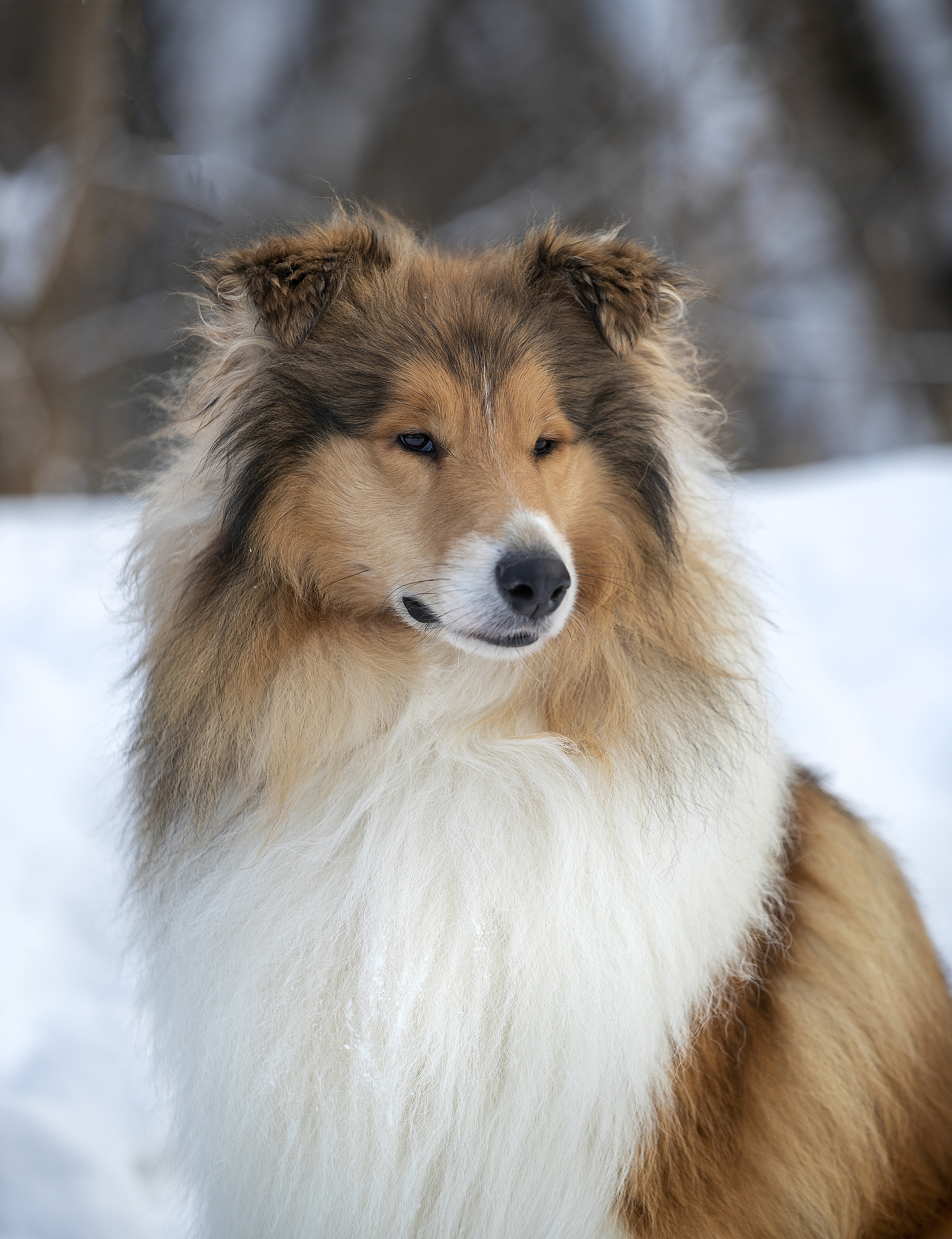 Коляшки на прогулке. Борис Артамонов фотограф — анималист. Москва