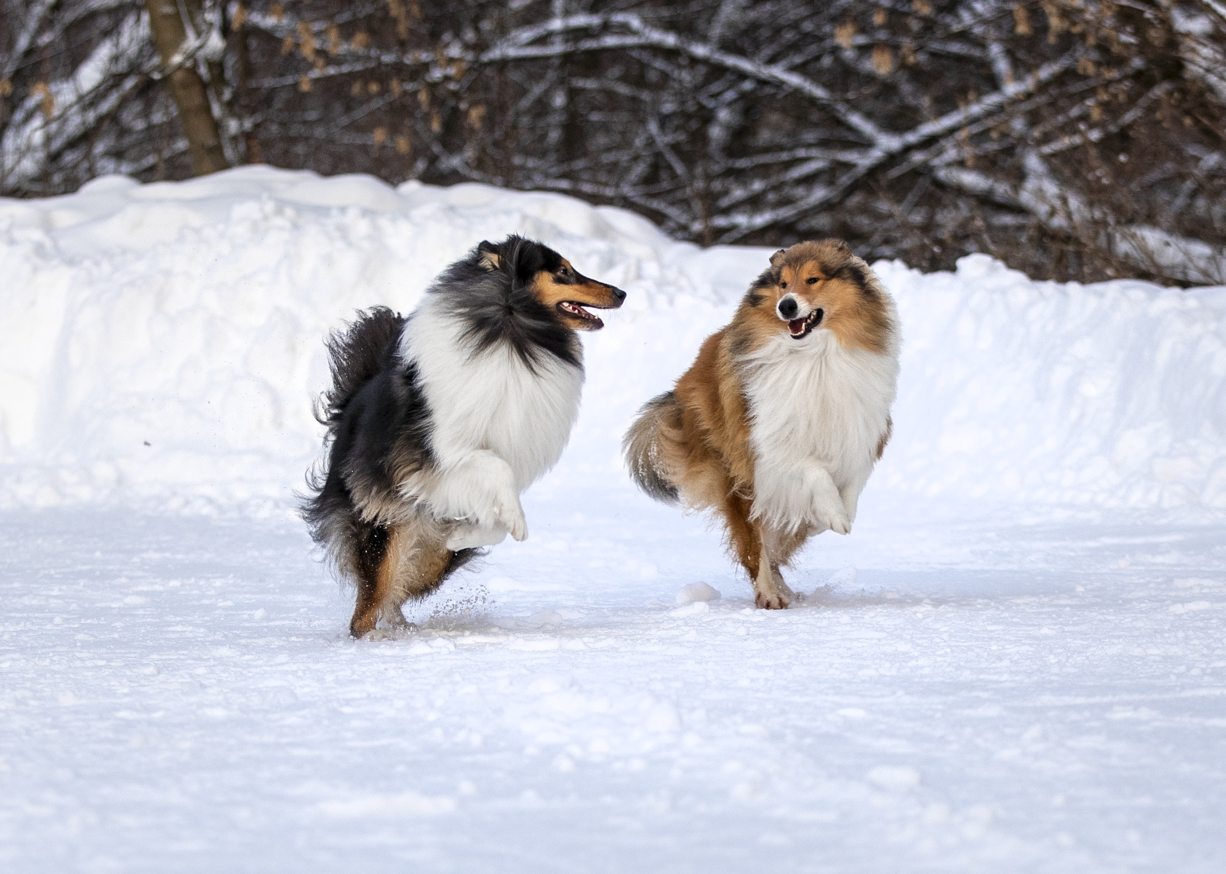 Коляшки на прогулке. Борис Артамонов фотограф — анималист. Москва
