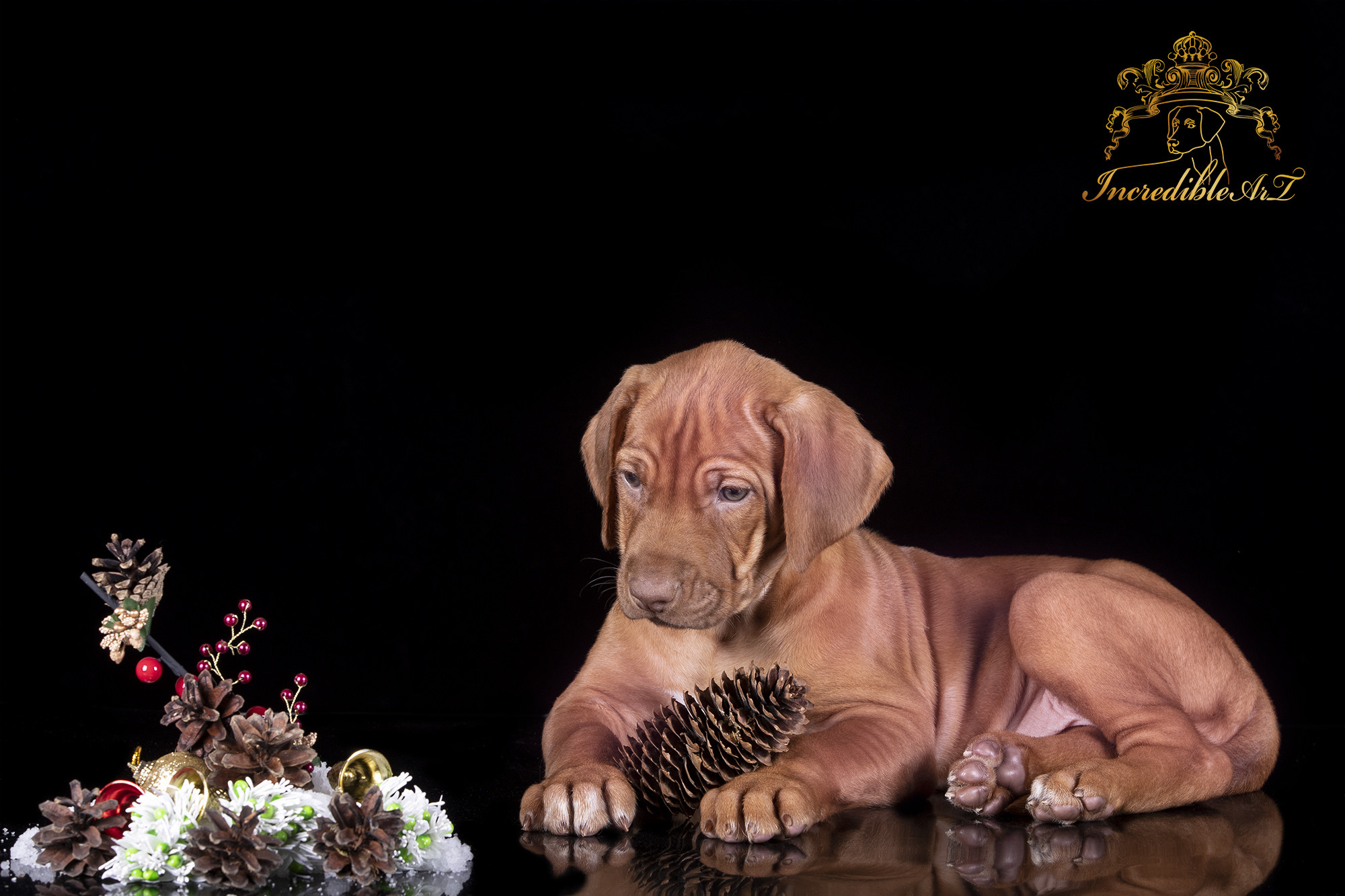 Щенки риджбеки. Борис Артамонов фотограф — анималист. Москва