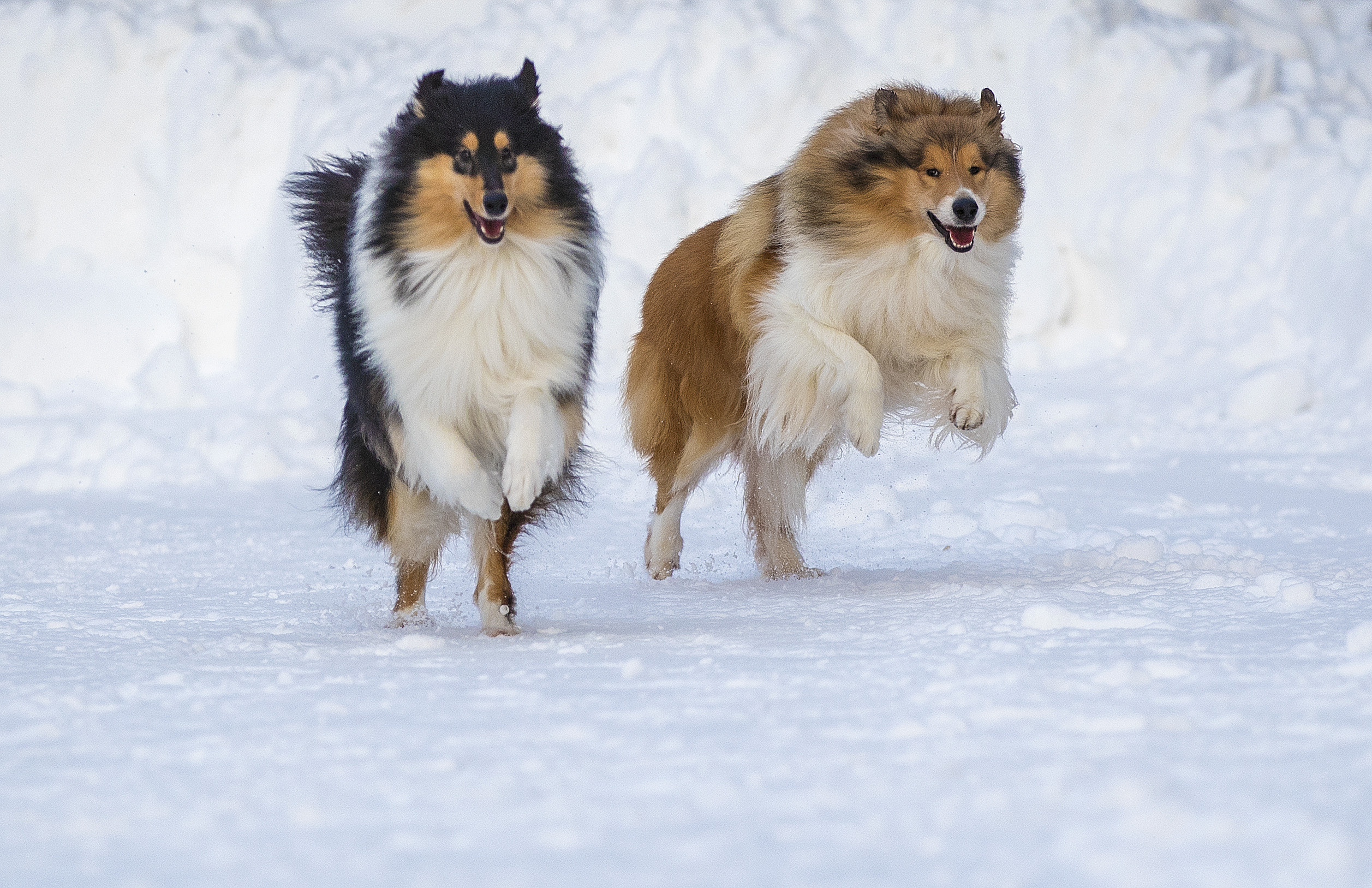 Коляшки на прогулке. Борис Артамонов фотограф — анималист. Москва