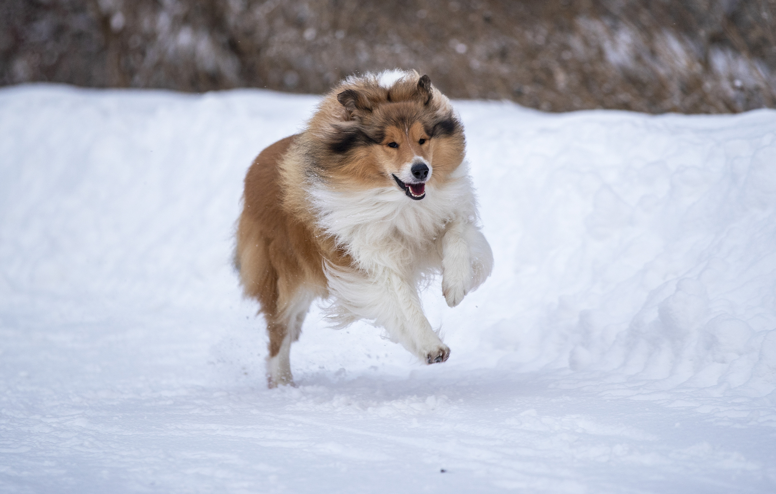 Коляшки на прогулке. Борис Артамонов фотограф — анималист. Москва