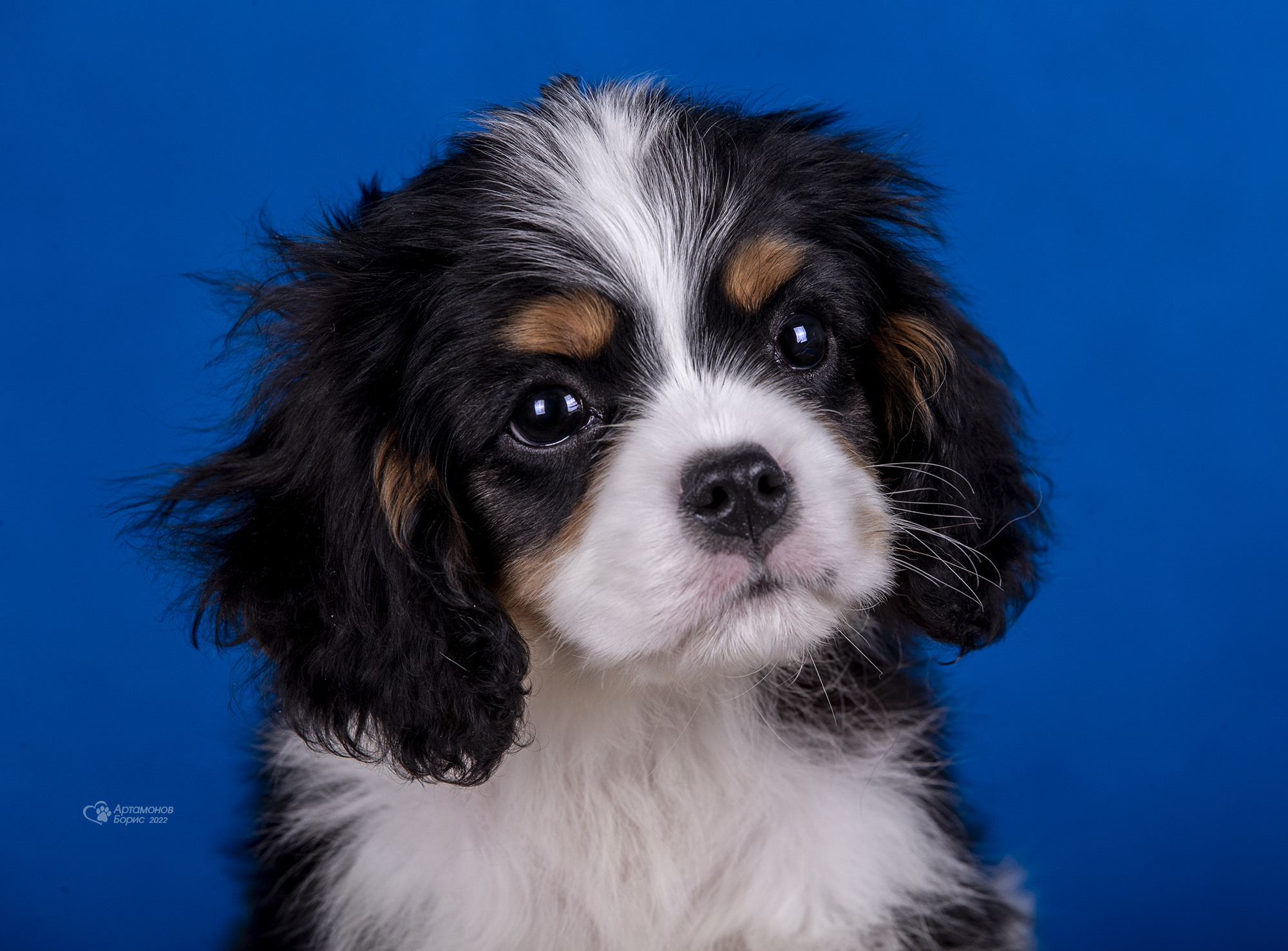 КАВАЛЕРЧИКИ. Борис Артамонов фотограф — анималист. Москва
