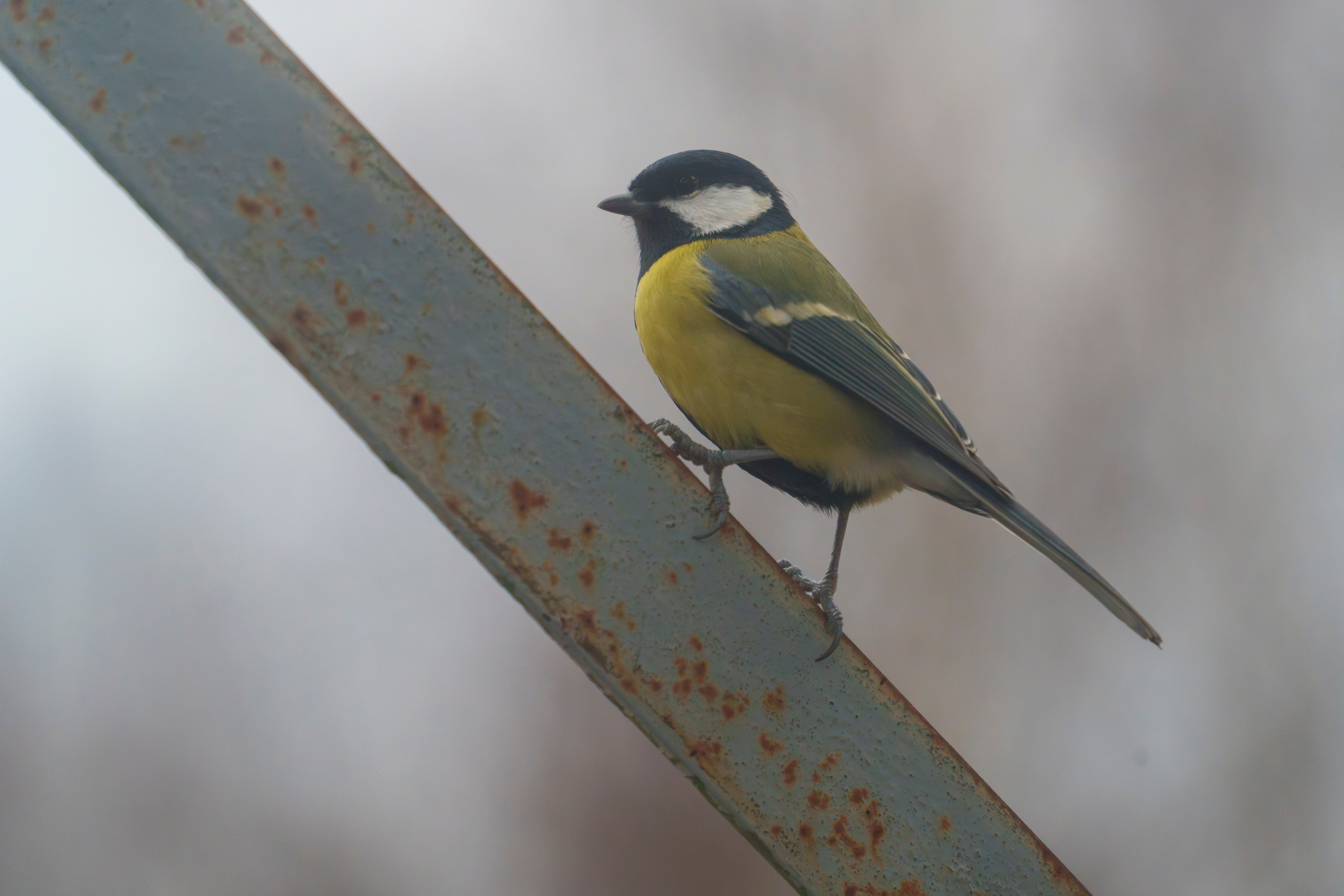 Animals — Животные