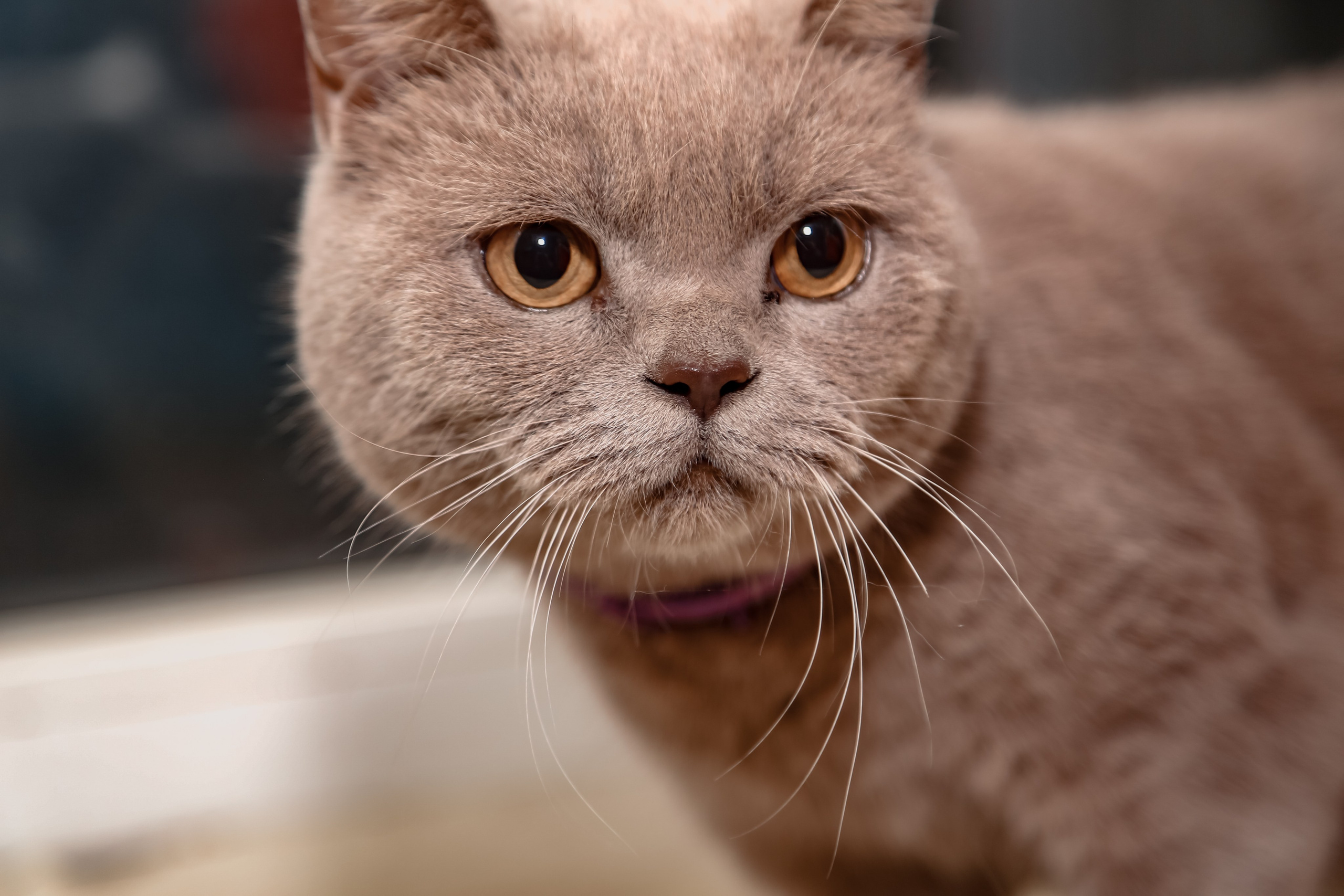 Приют Кошкин Дом Филимоша. Ваш фотограф в Оренбурге Рощупкина Екатерина