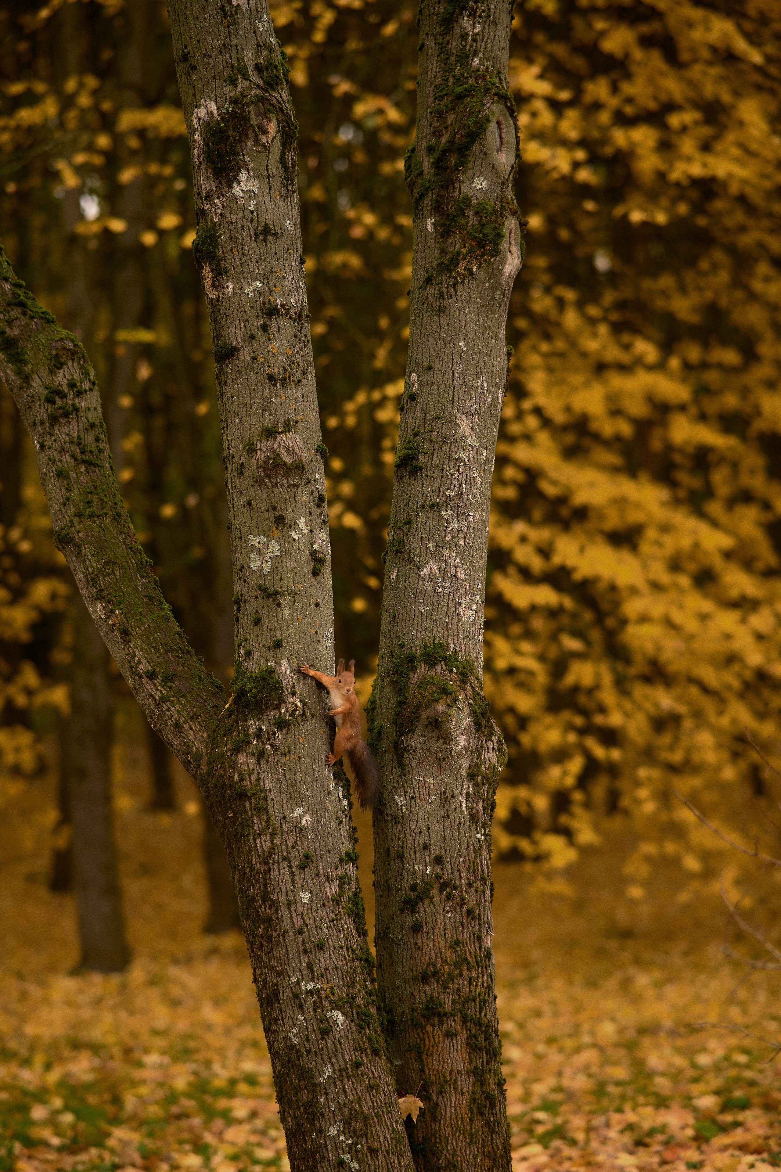 Света и Илюша под дождём. Семейный и свадебный lifestyle-фотограф в Москве Мария Петрова