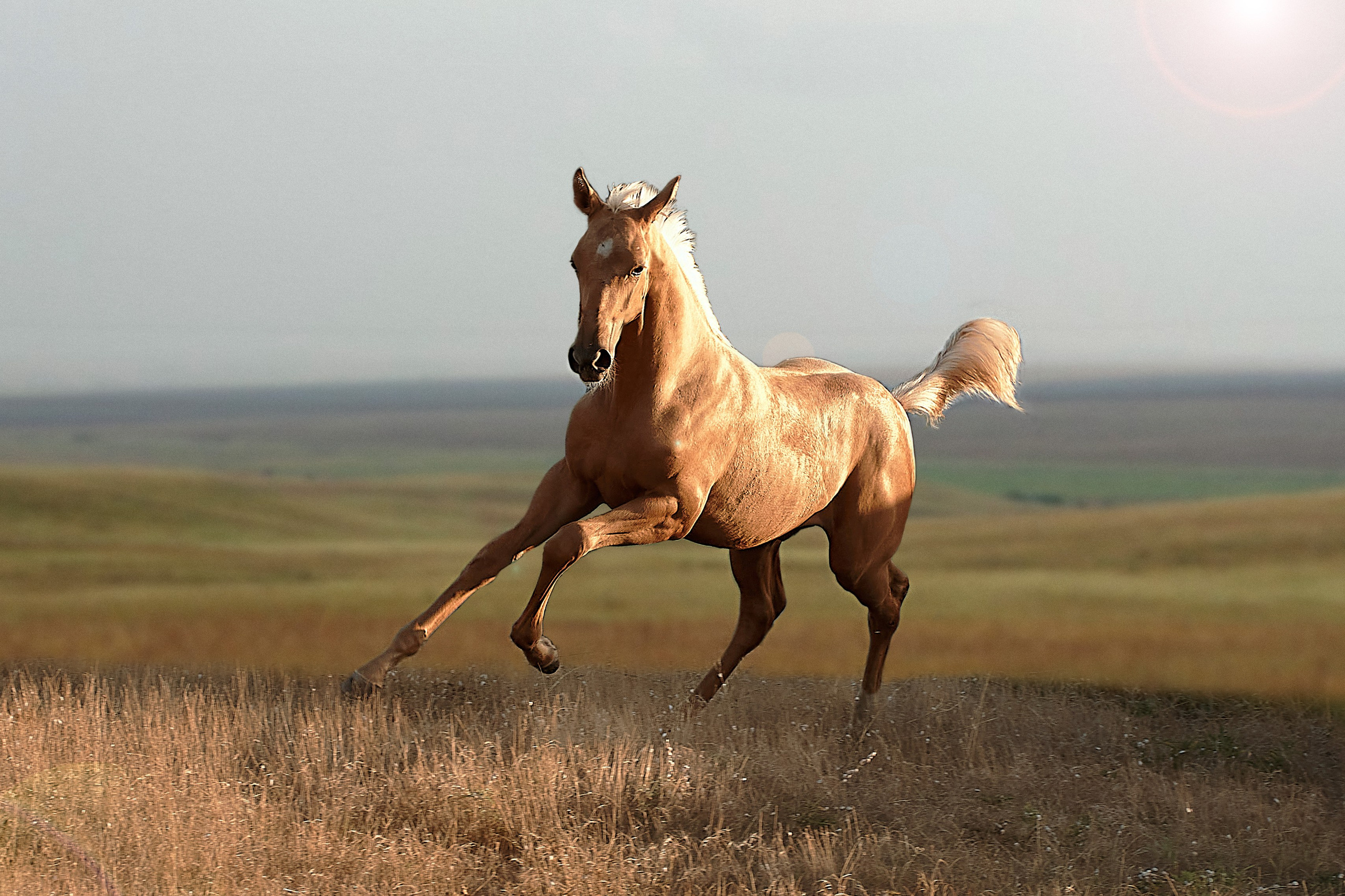 Чако-Эль. Фотограф в Севастополе