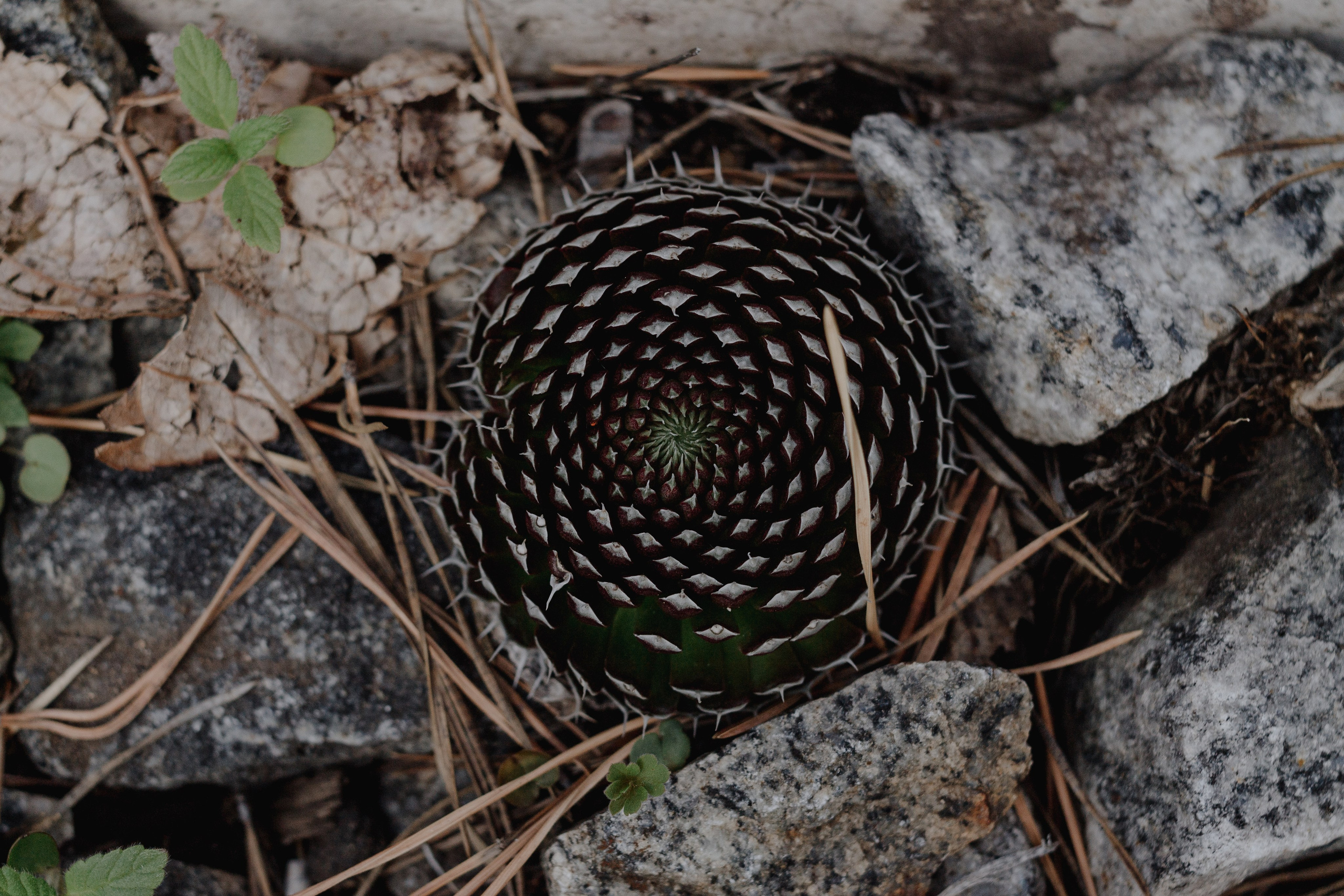 Ретрит на Байкале / Школа Ведических знаний SoVA / 7 дней, 2023. Борщевская Елизавета / фотограф Иркутск