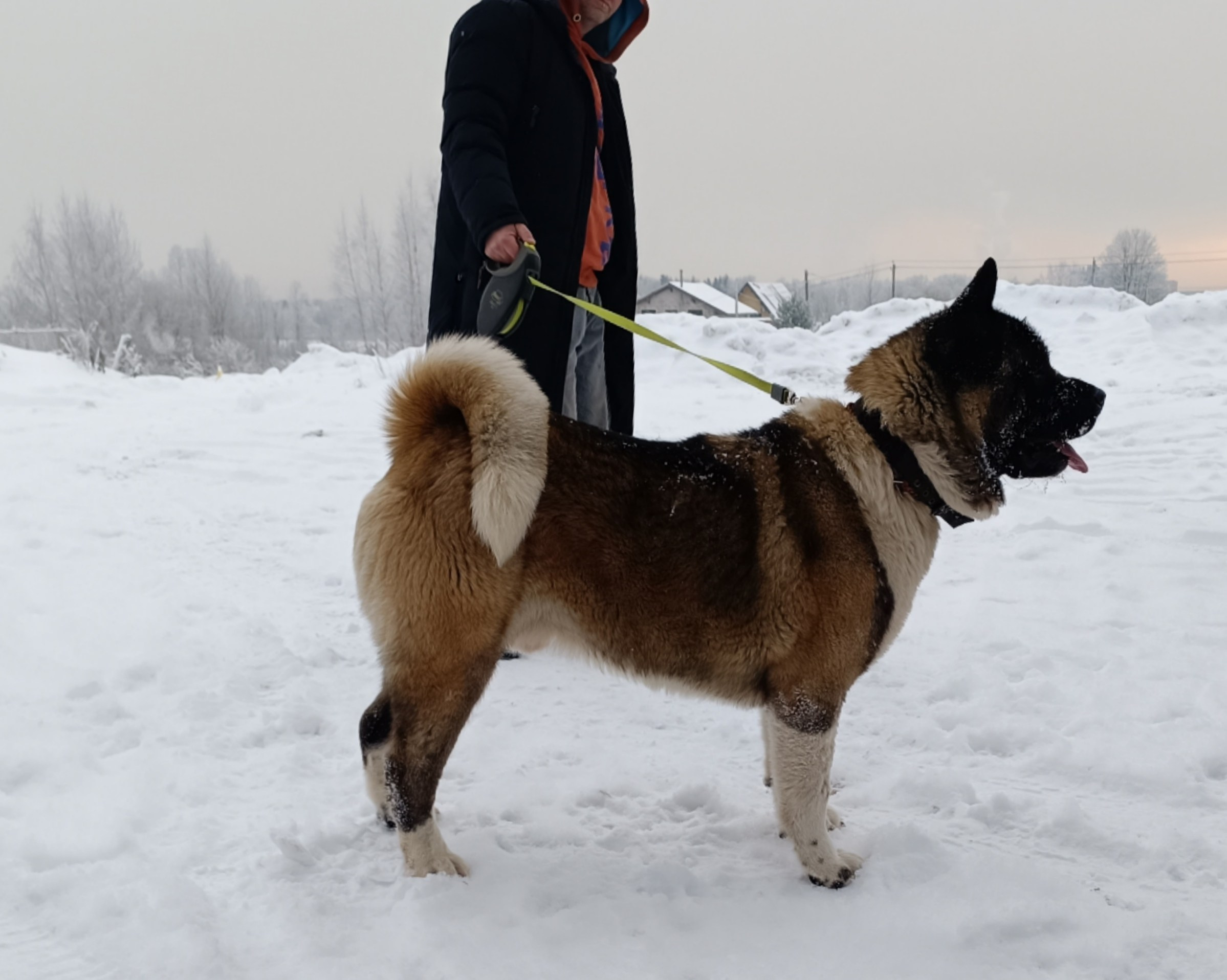 Triumf Sibiri Sting Shape of my Heart * Сэм   Американская Акита кобель питомник RUBYLIGHT Санкт-Петербург