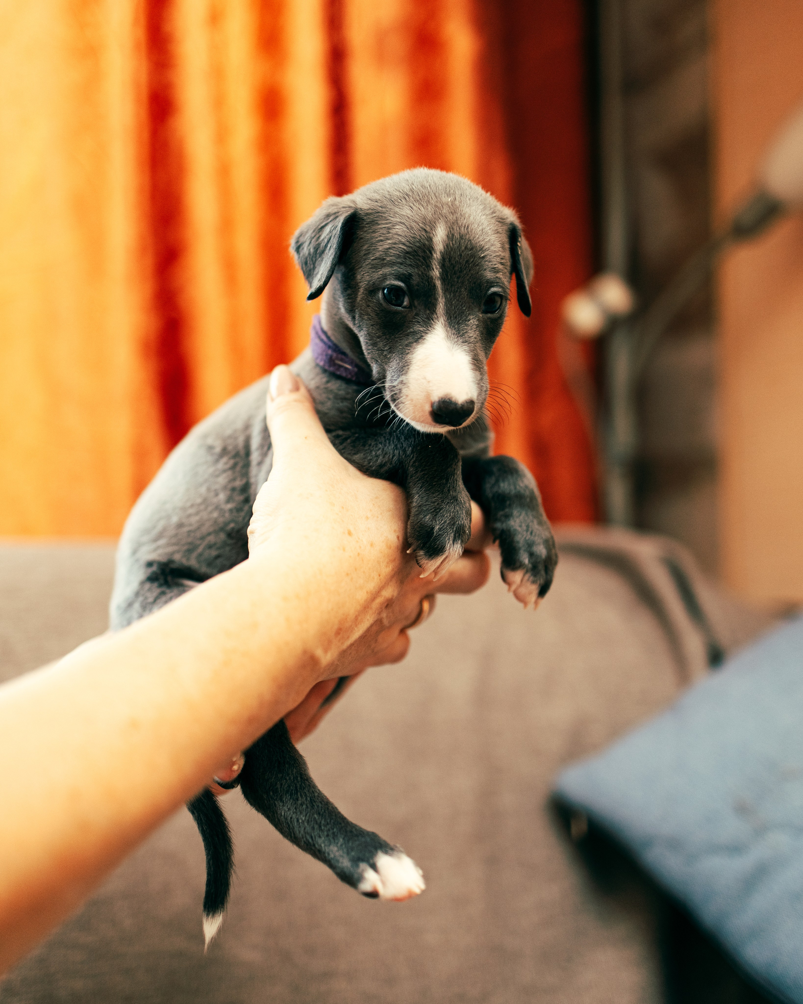 Щенки. Анна Самохина. Фотограф. Москва