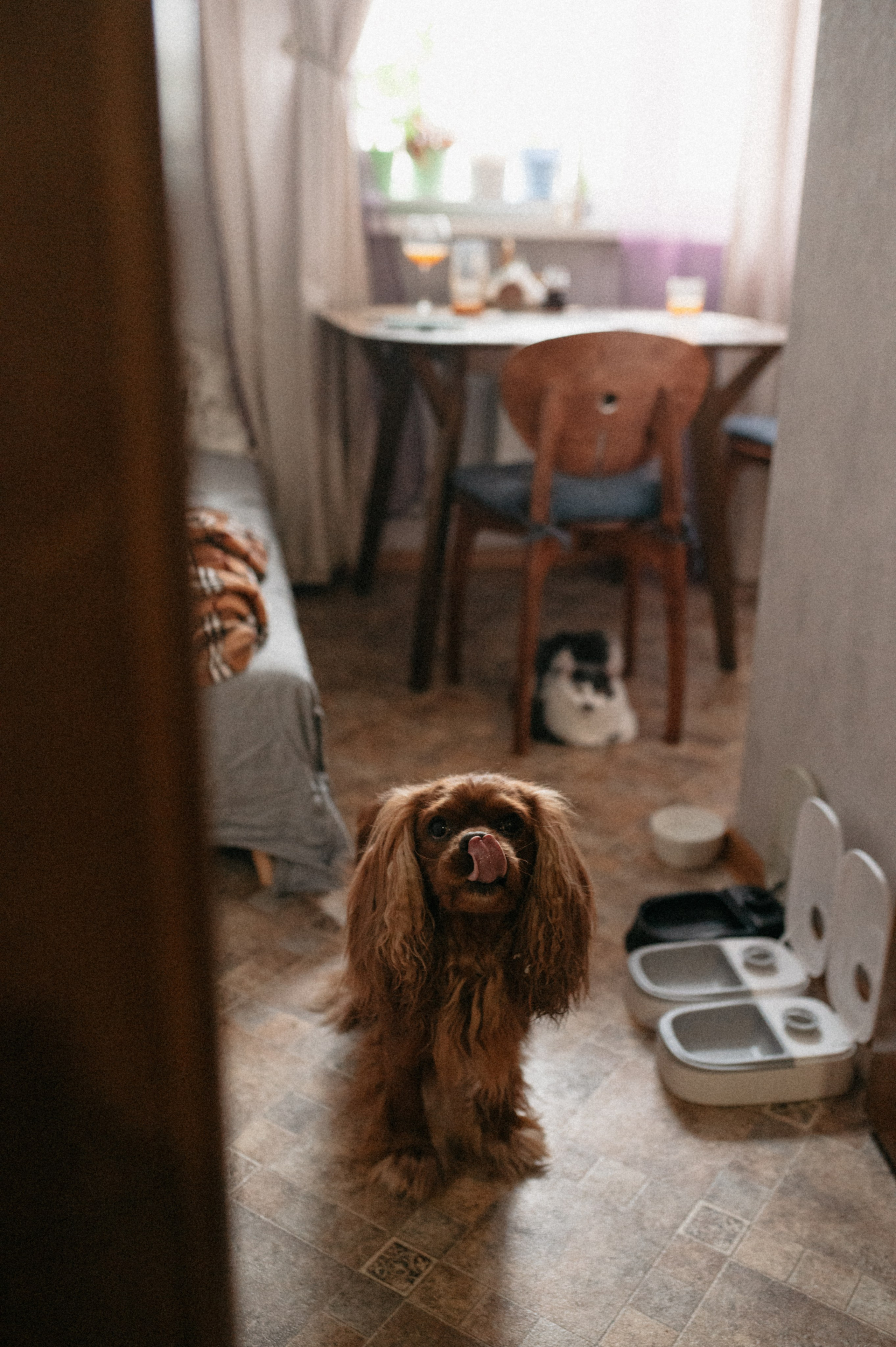 Оля и её меховая банда. Фотограф анималист в Москве Ольга Агушева