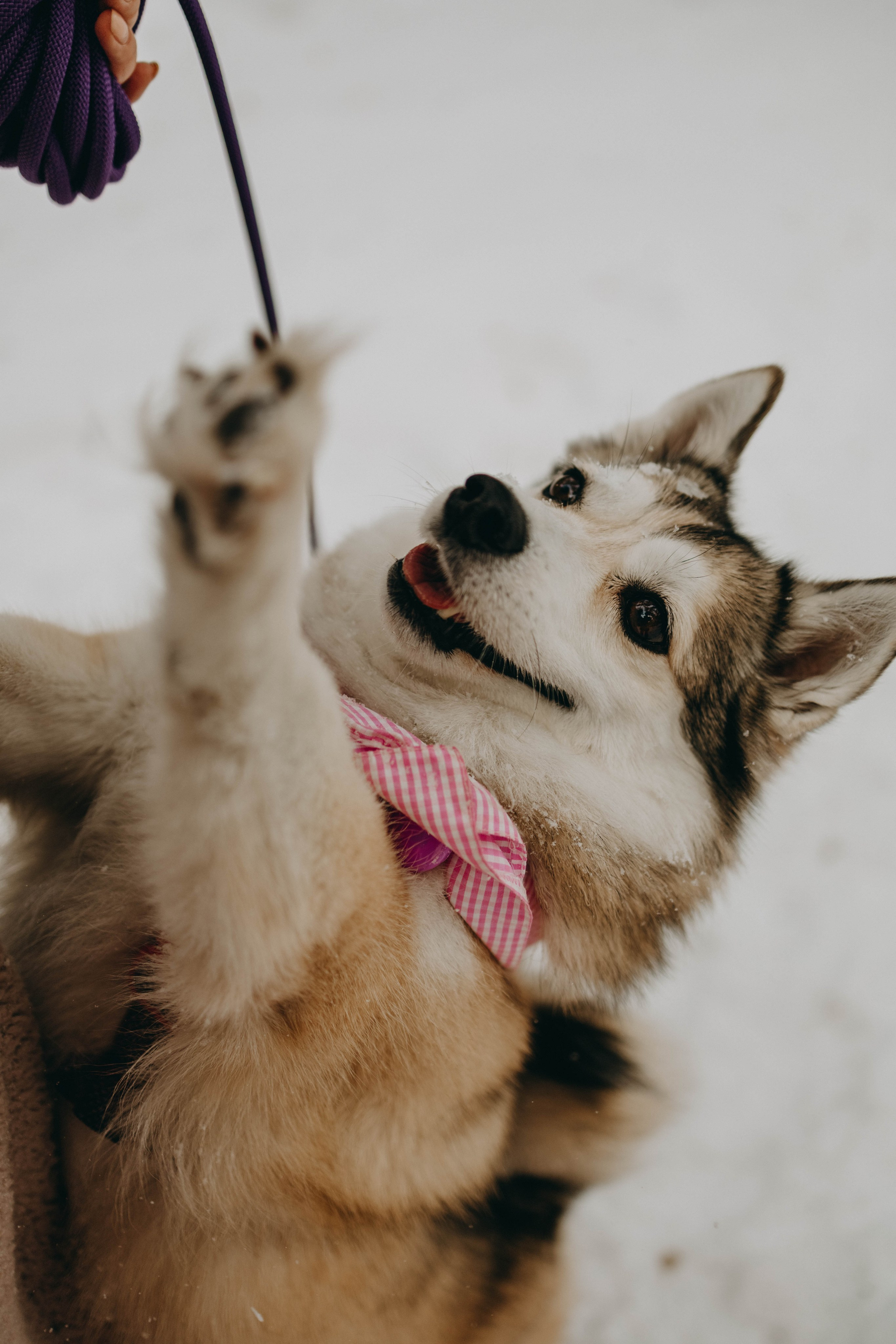 Варвара и Шелби. Фотограф-анималист в Екатеринбурге | Кристина