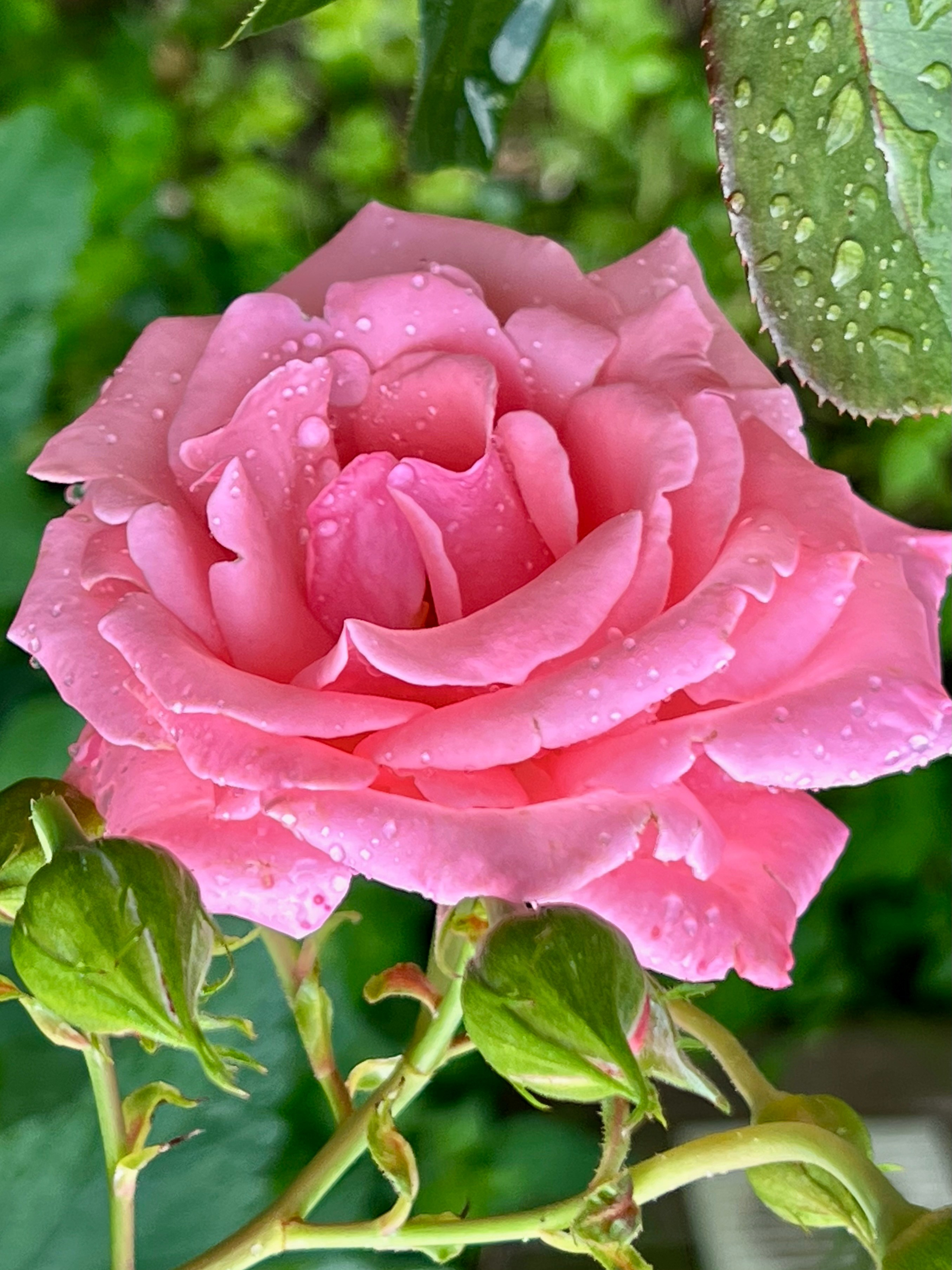 Свадебная фотосессия в Раменском недорого. Свадебный и семейный фотограф-Королева Натали/Раменское-Жуковский-Москва/тел.+7 (985) 153-75-43