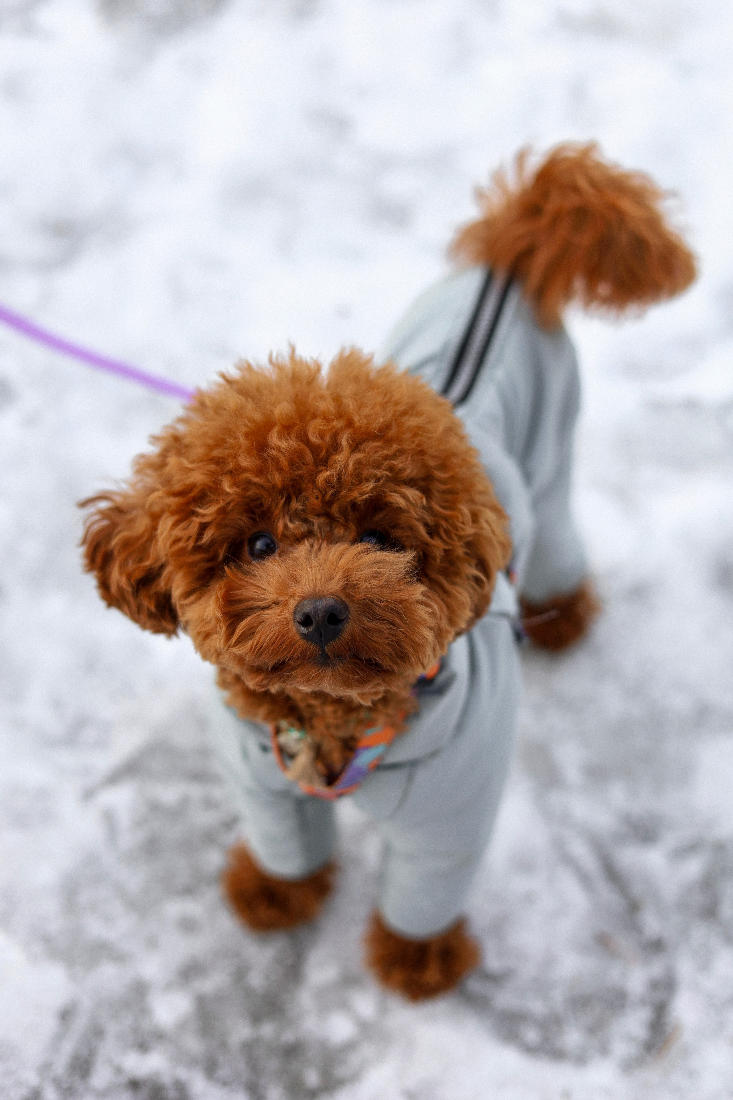 Филипп и Настя. Фотограф-анималист Ксения Шевцова|Москва