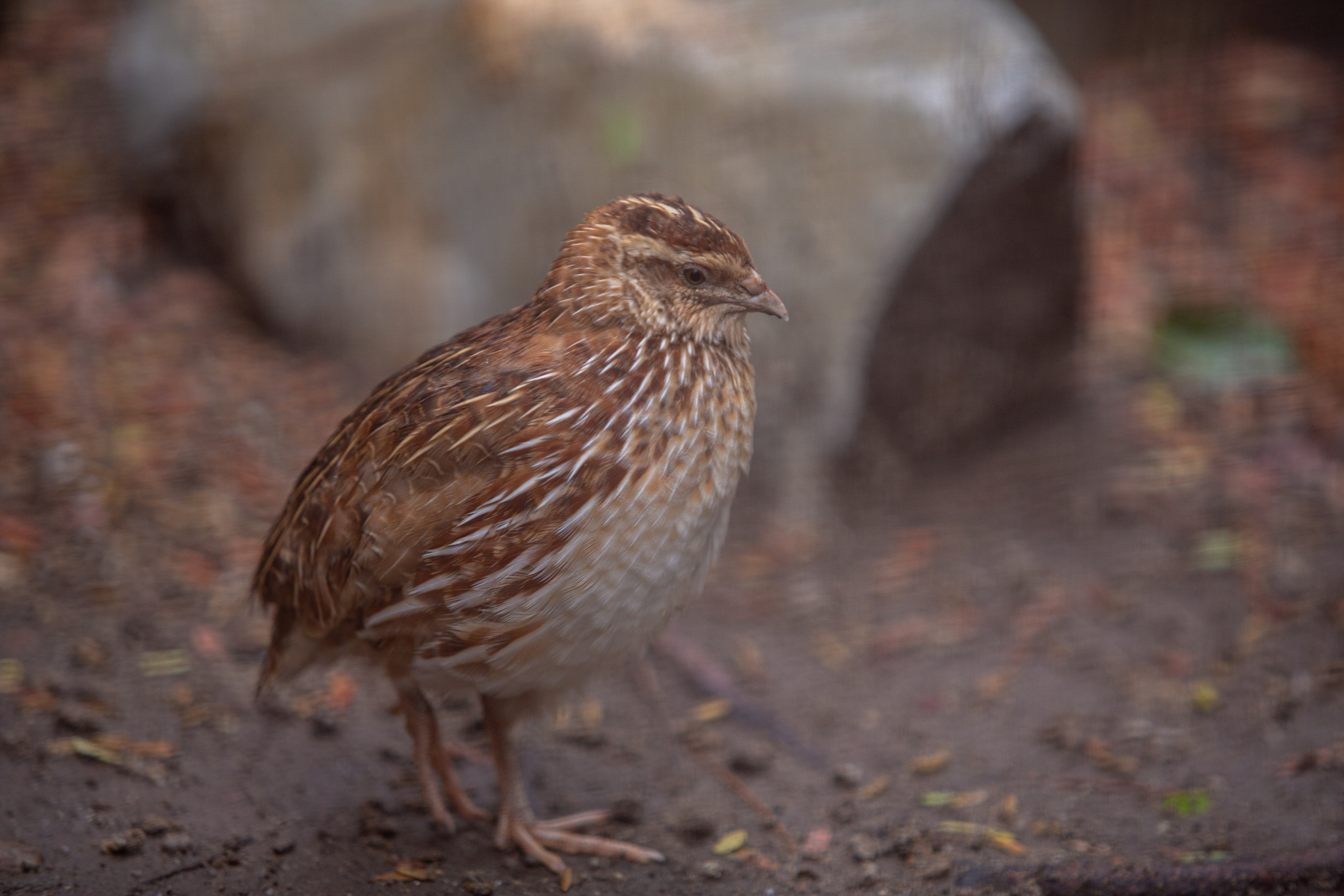 Samut Prakan Crocodile Farm & Zoo. Photographer Sonkina Tatiana (Tanya Ash)