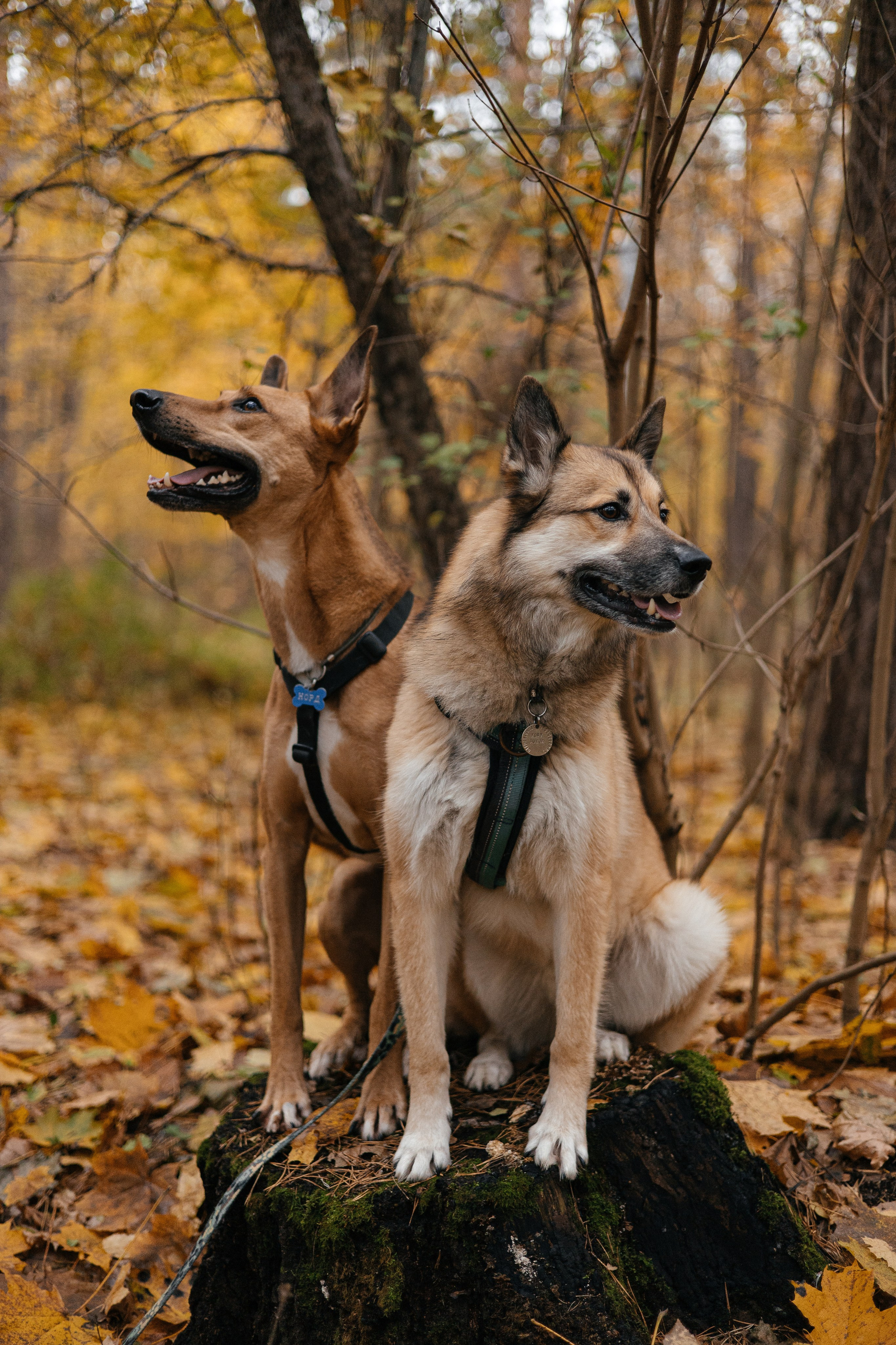 Нелли, Лёша, Рэй и Норд. Фотограф Анна Луценко Москва