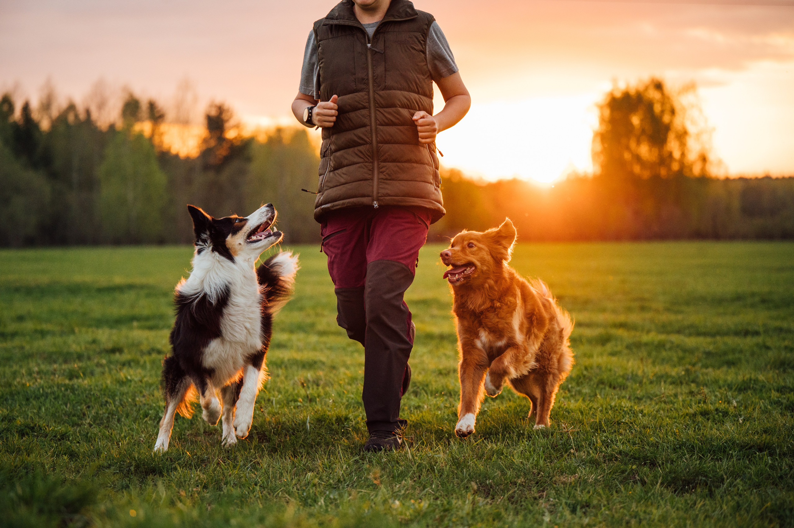 Алия, Ирвин и Грут. Семейный фотограф анималист Ананьева Мария — Москва