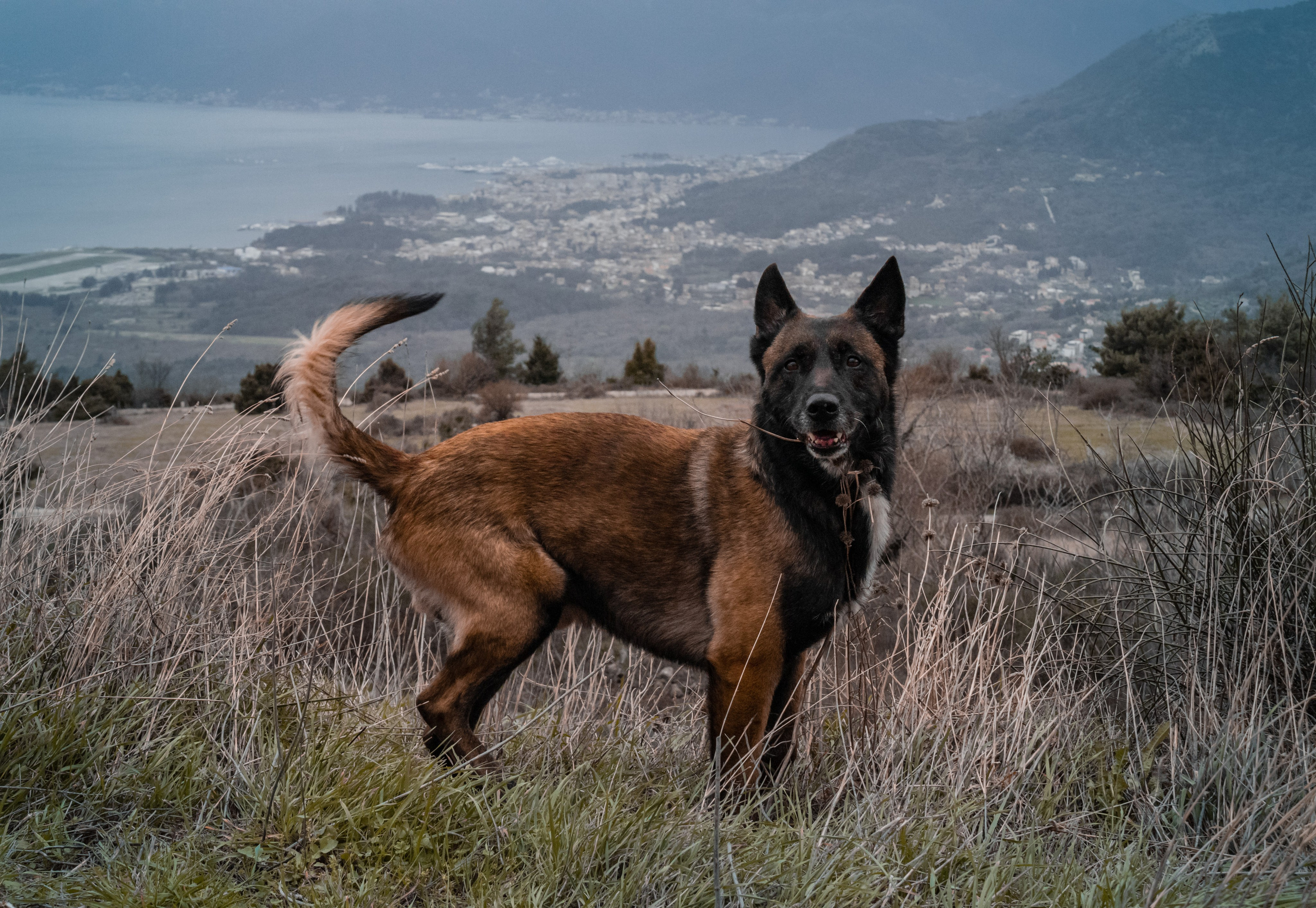 Photoshoot with a dog in Montenegro. Portrait photographer in Tivat Montenegro Katerina Kirsanova