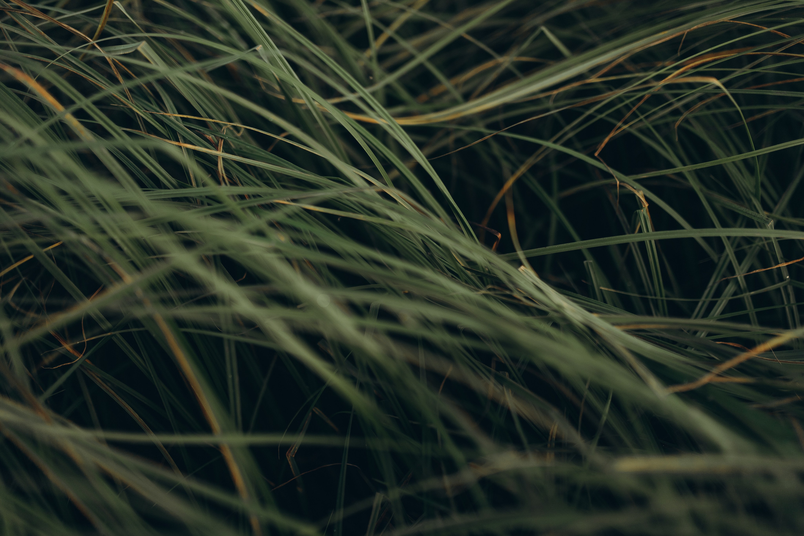 Надежда и Максим. Свадебные фотографы в г. Сургут Маркова Наталья и Замахина Елена