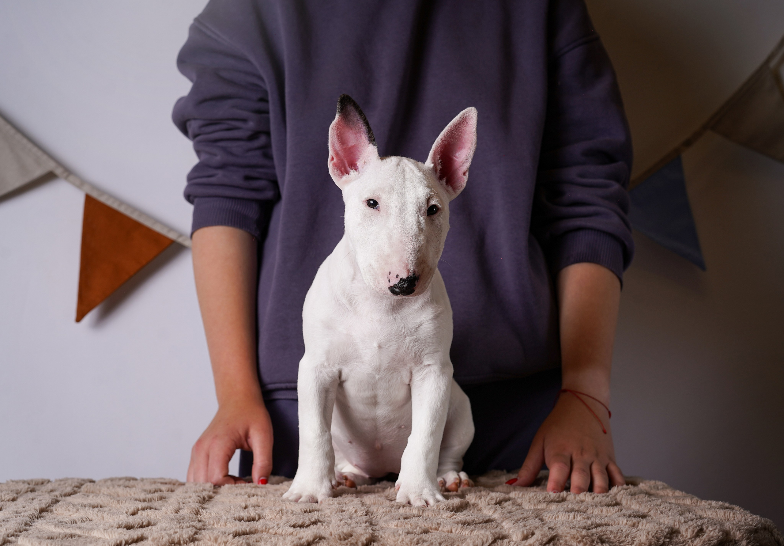 Щенки минибультерьера. Фотограф-анималист в Санкт-Петербурге Яна Мартынова