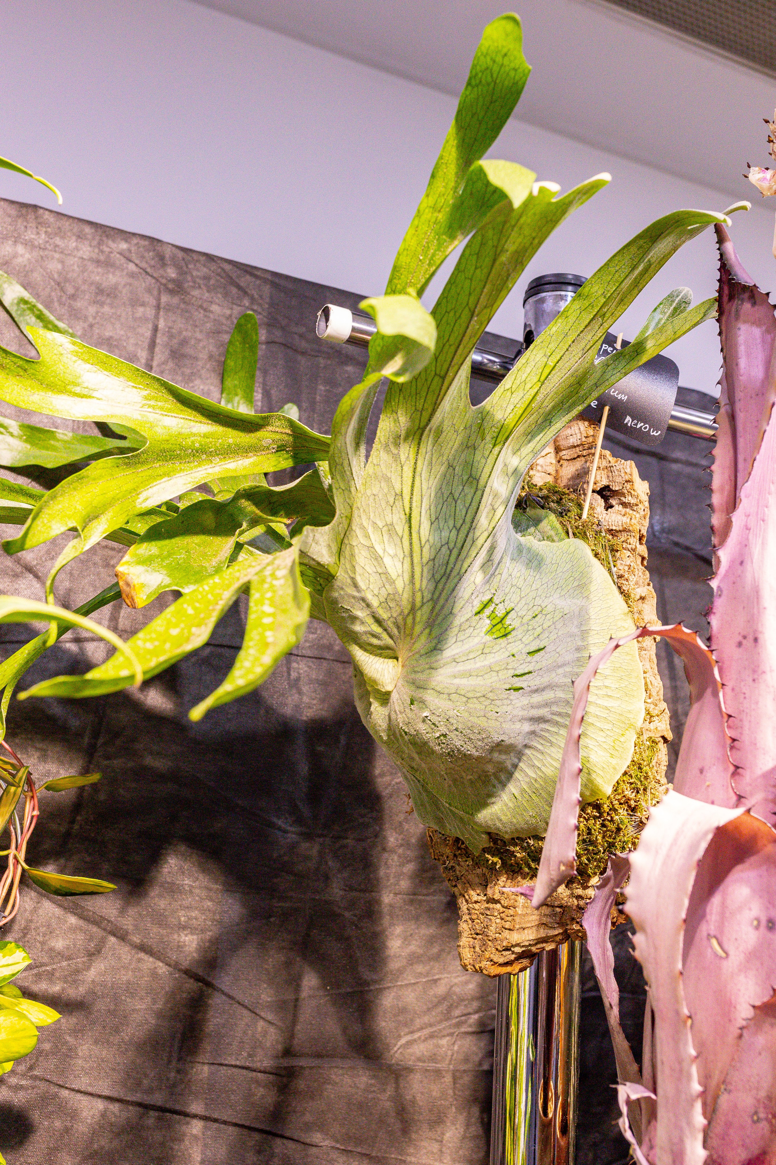 Монстериум 11–12 октября. Александра Куликова фотограф, Москва