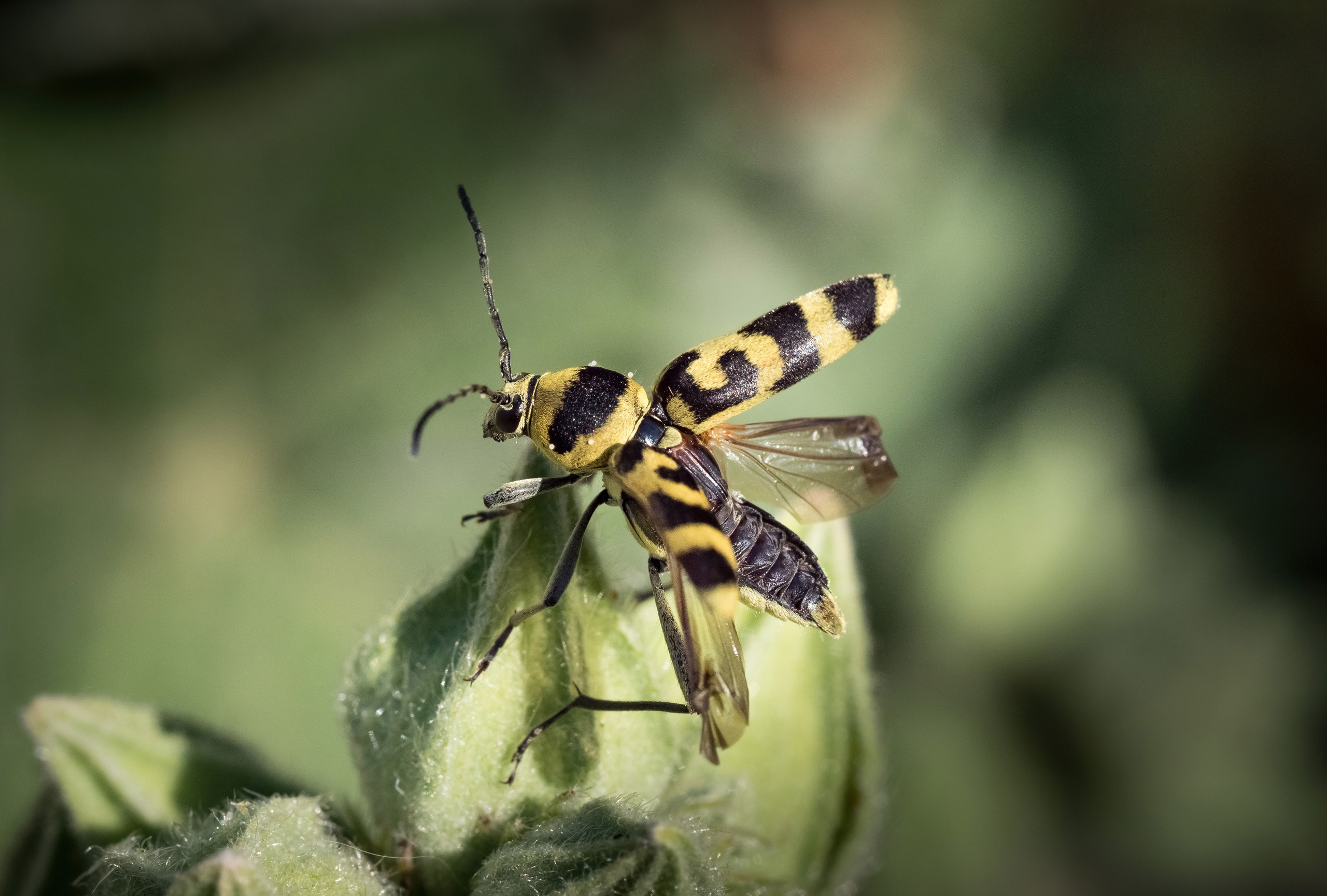 Остальные. Oles Paritskiy