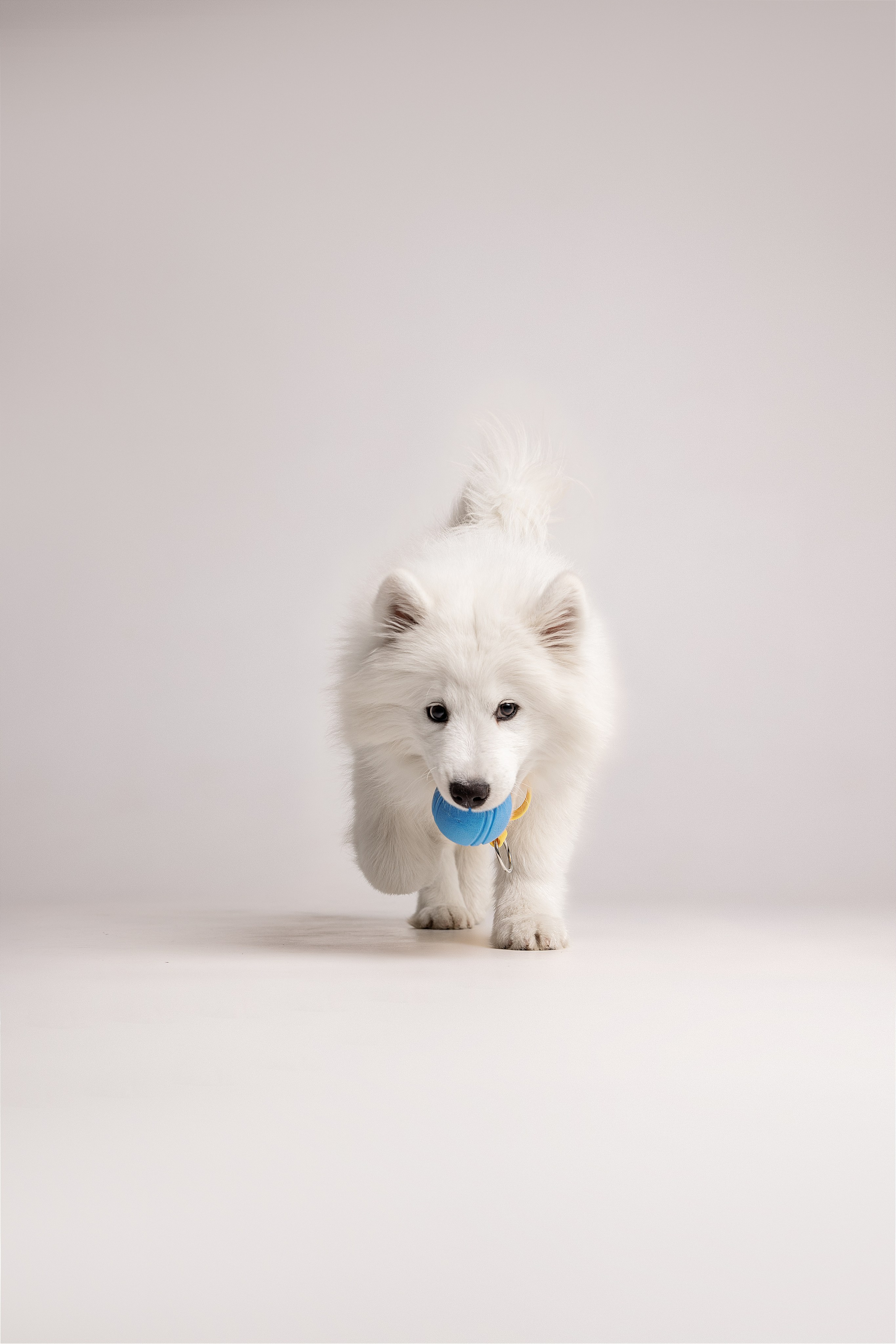 Кая и Даяна. Фотограф анималист в Москве Майорова Евгения