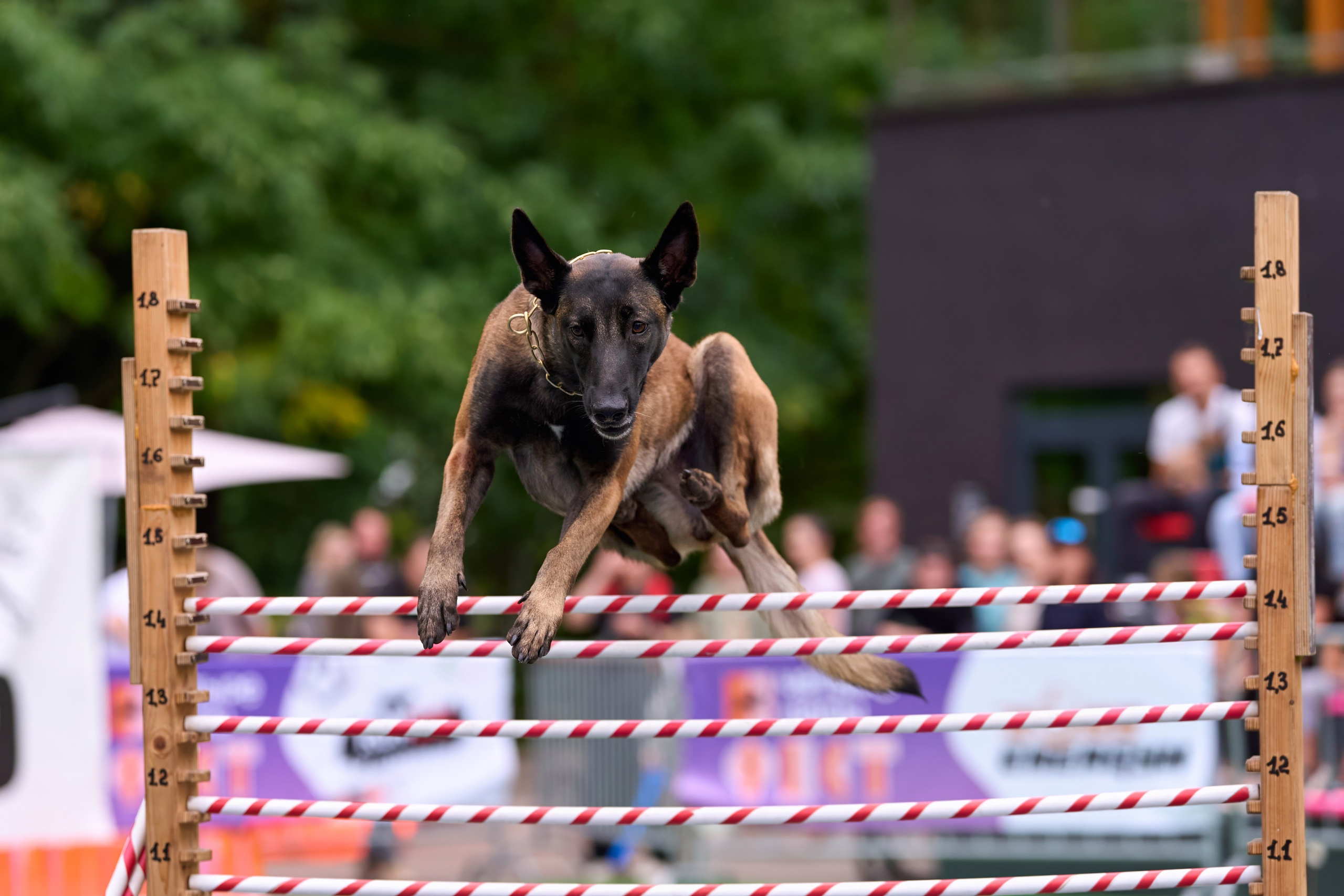 4 лапы Фест. Многоборье. Фотограф-анималист Михаил Манухин