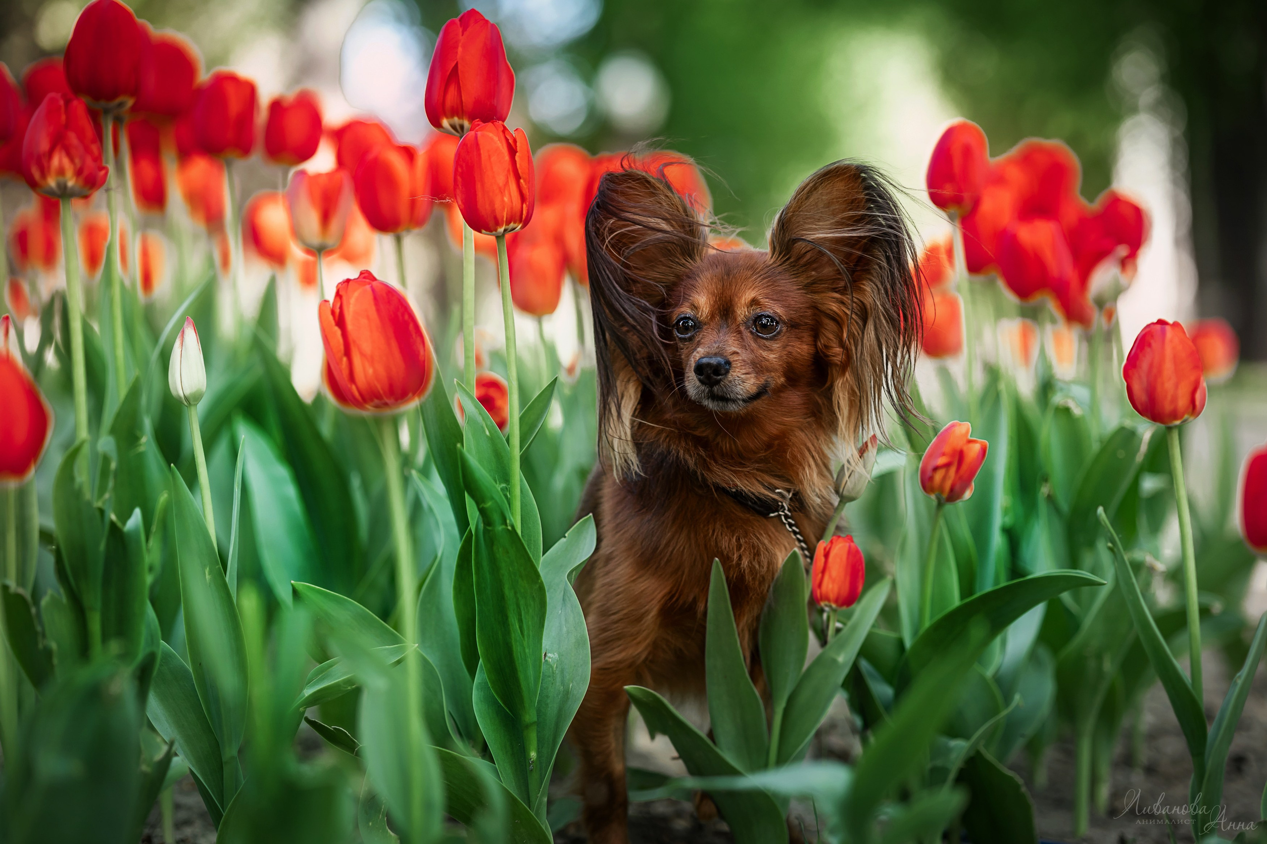 Лена и тойчики. Фотограф анималист Аня Ливанова | Рыбинск