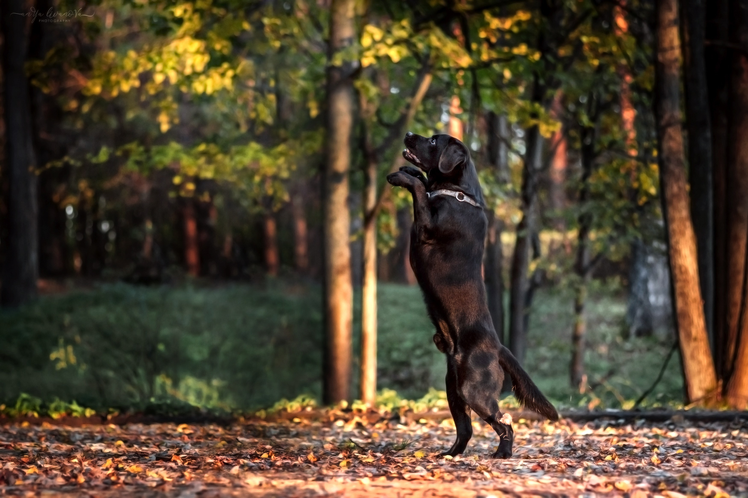 Оскар и его семья в парке. Фотограф анималист Аня Ливанова | Рыбинск