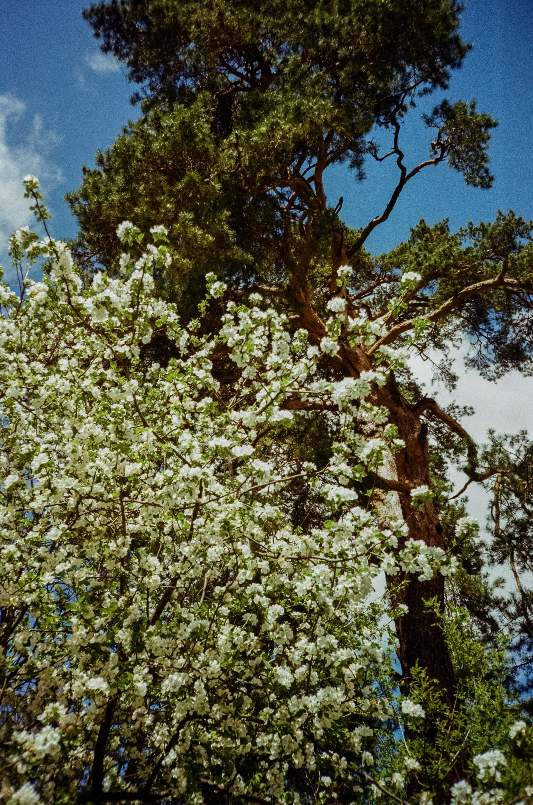 Ricoh R1 | Kodak ProImage 100 | 6 мая 2025 года СерБор