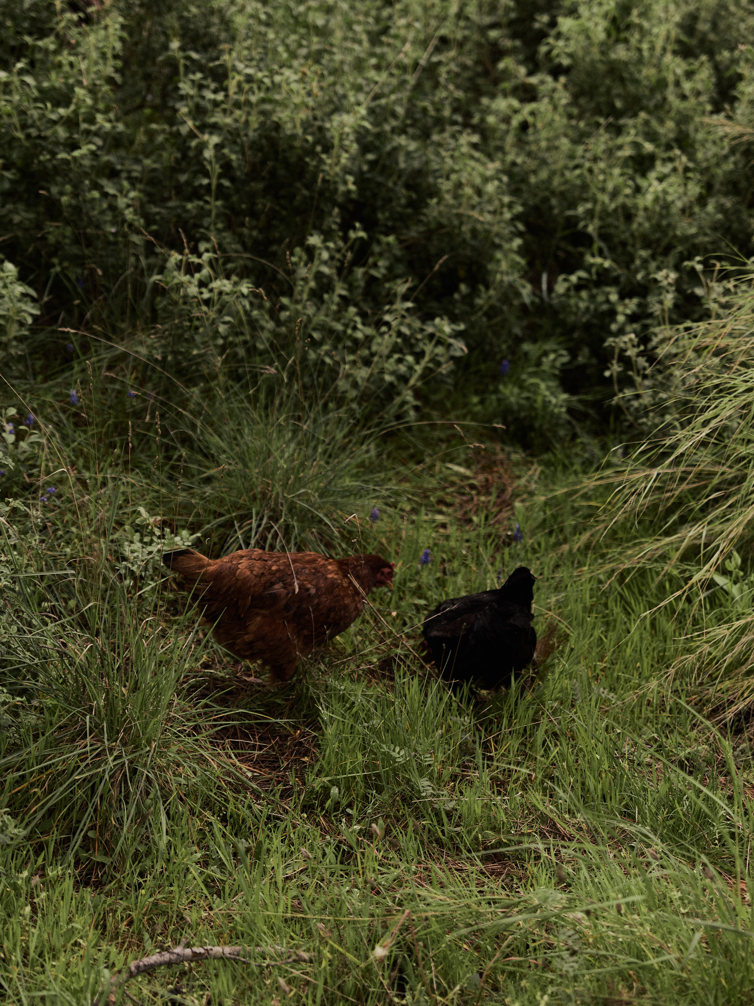 Природа. Jorgis Talè — photographer, kind person, teacher of arts and other mag