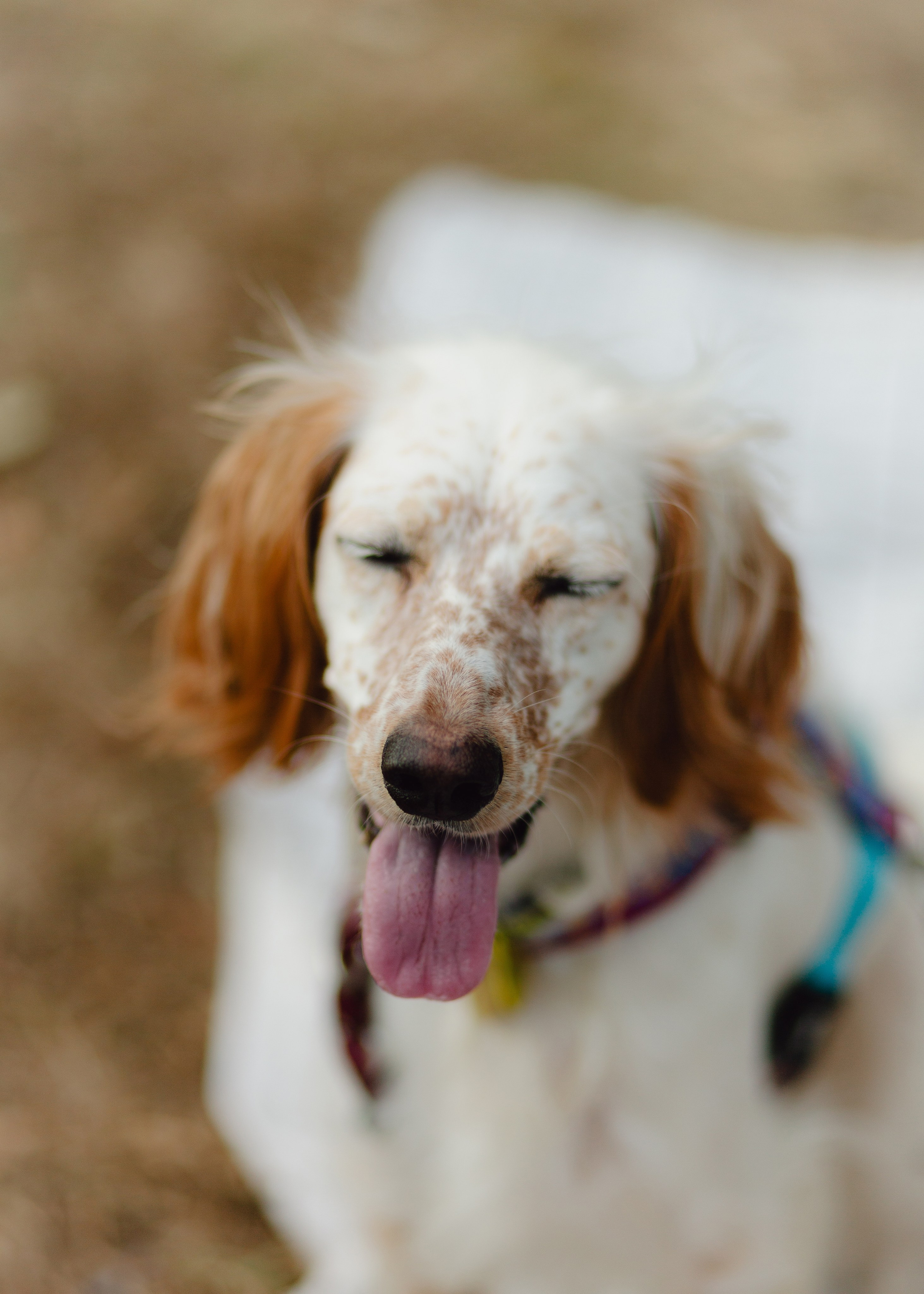 Pauline & Her Beloved Mañana. Barbara Isaeva
