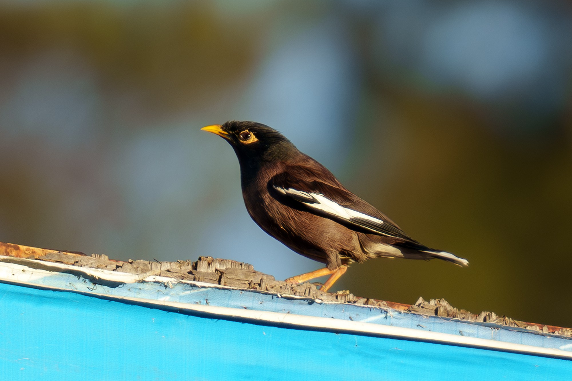 Удивительные мир птиц. Вокруг нас столько прекрасного — присмотритесь!. Ваш личный фотограф Марина Волкова