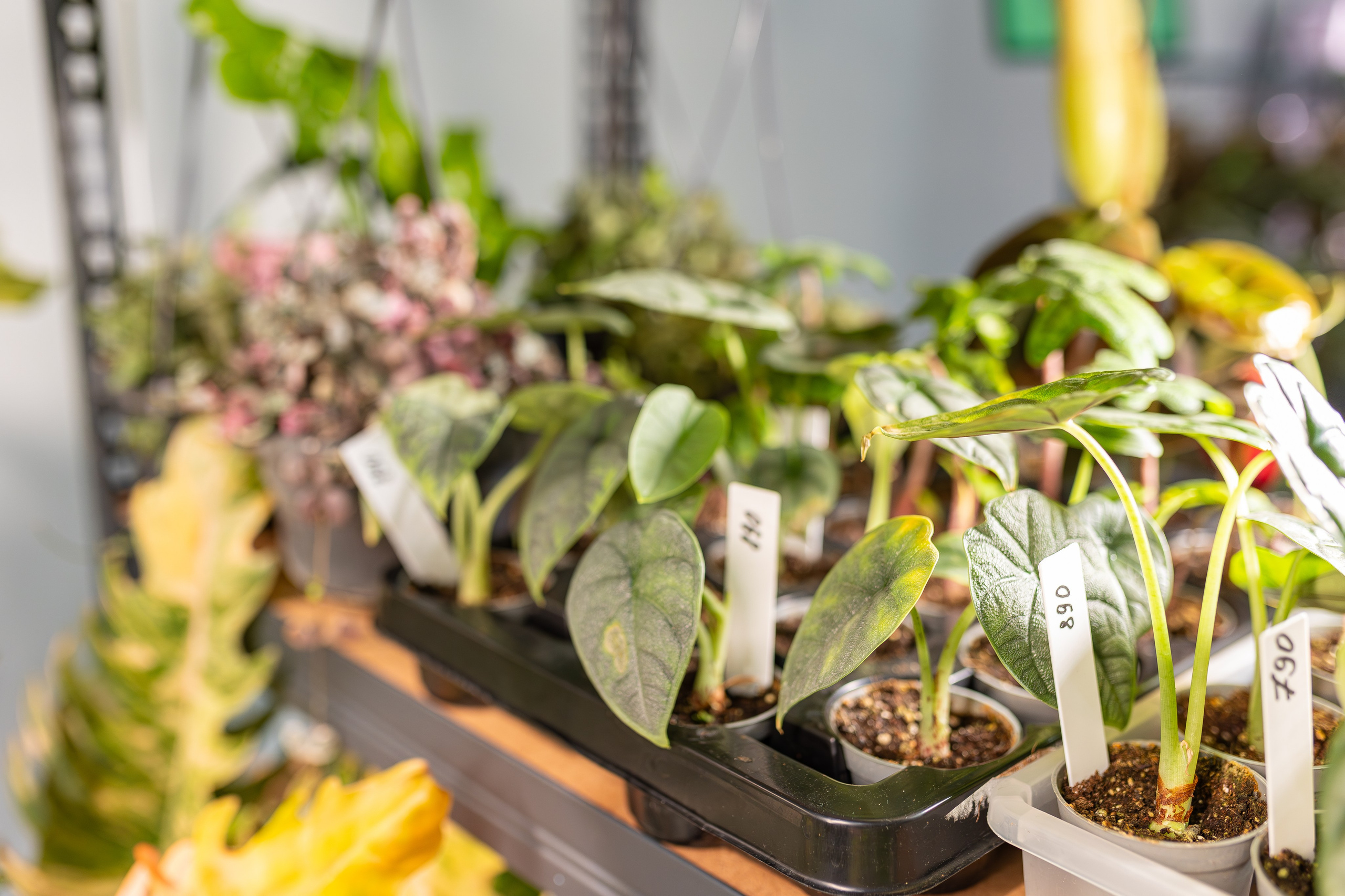 Монстериум апрель 2026. Александра Куликова фотограф, Москва