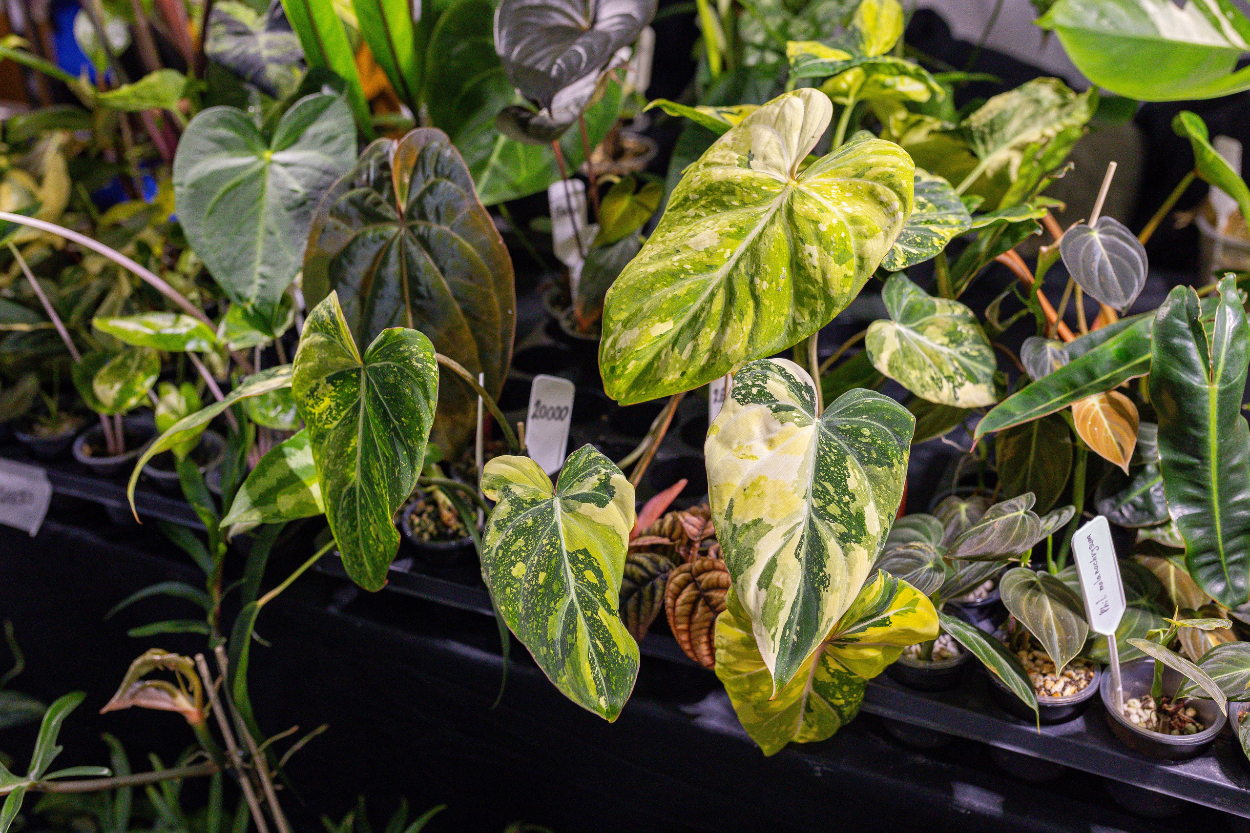 Орхидиум 12.2025. Александра Куликова фотограф, Москва