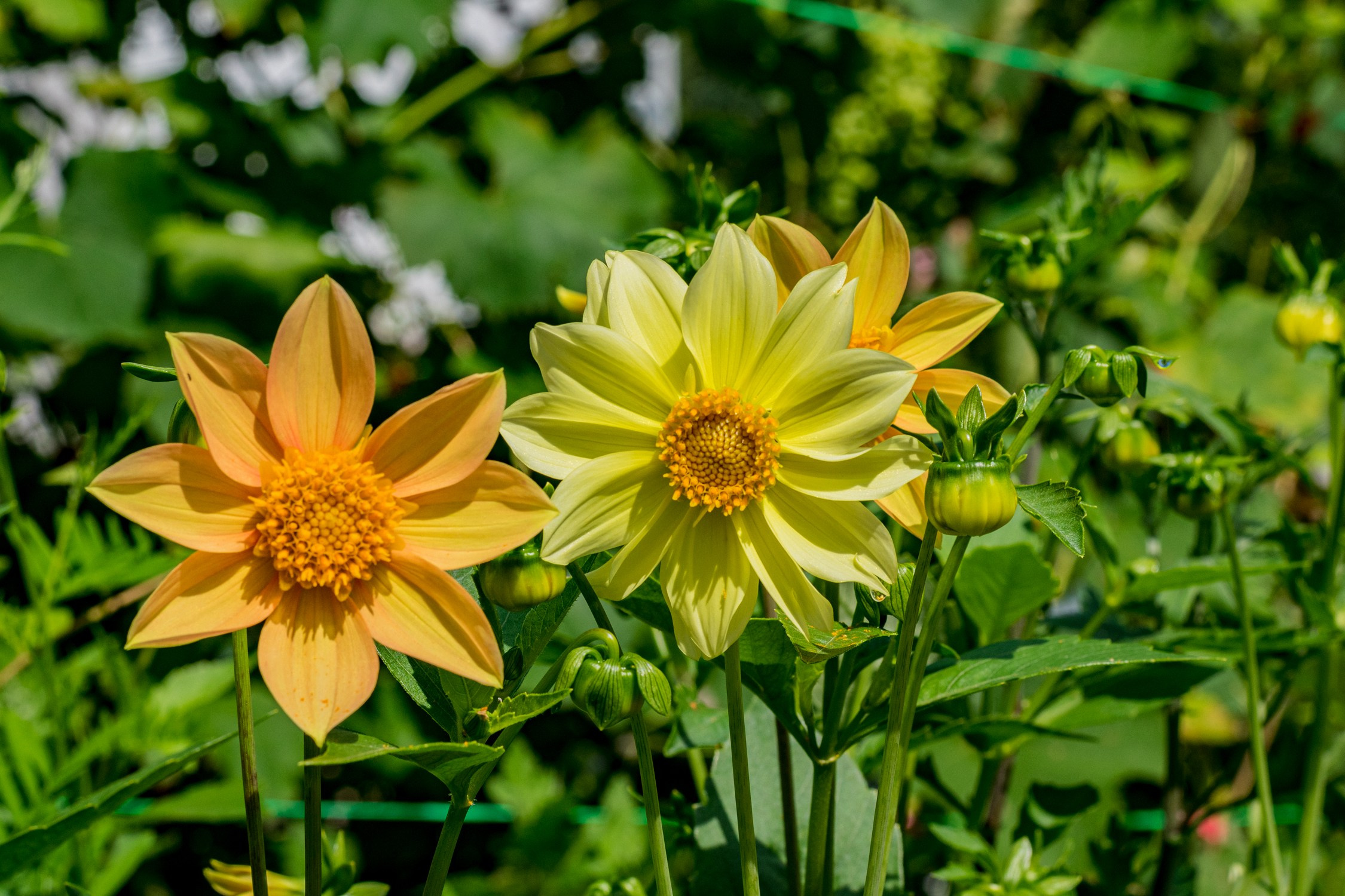 Антон Курдюмов фотограф в Хабаровске Рина Курдюмова фото27 foto27 Антон Дорофеев репортажный репортаж документалист Тони и Рина фотосоздатели Виноградники Хехцир 2024 Хабаровск виноград дикий фермер фермерство дачный сезон