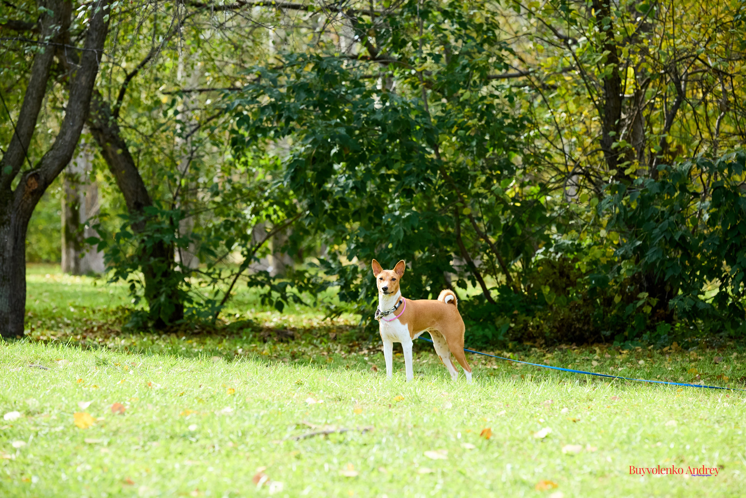 Басенджи и Аусси 21.09.2025. Buyvolenko Andrey
