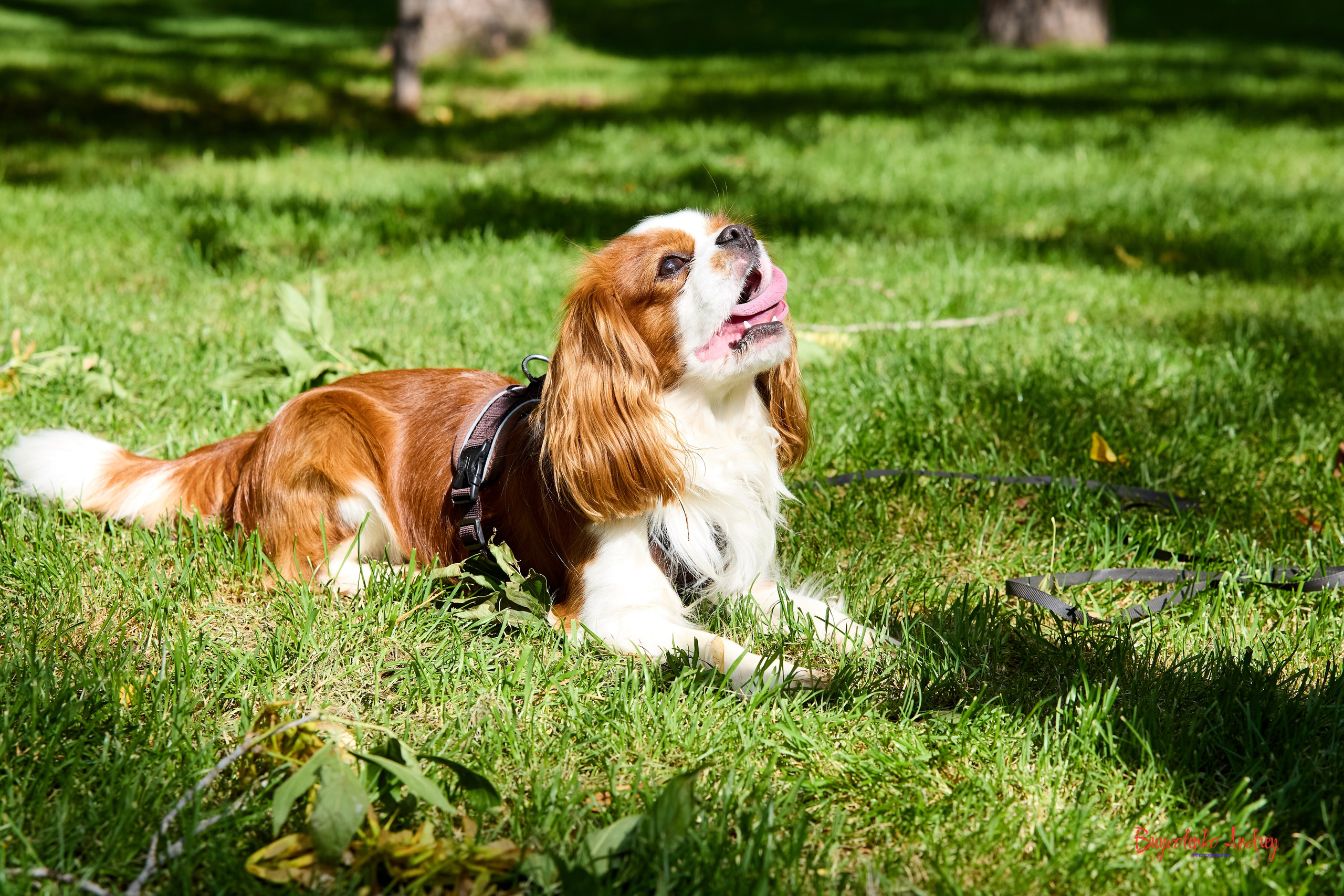 Фотопрогулка с кавалерами. Buyvolenko Andrey