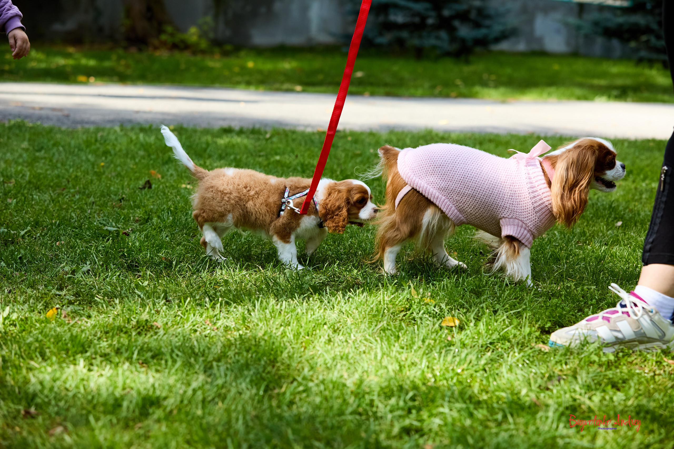 Фотопрогулка с кавалерами. Buyvolenko Andrey