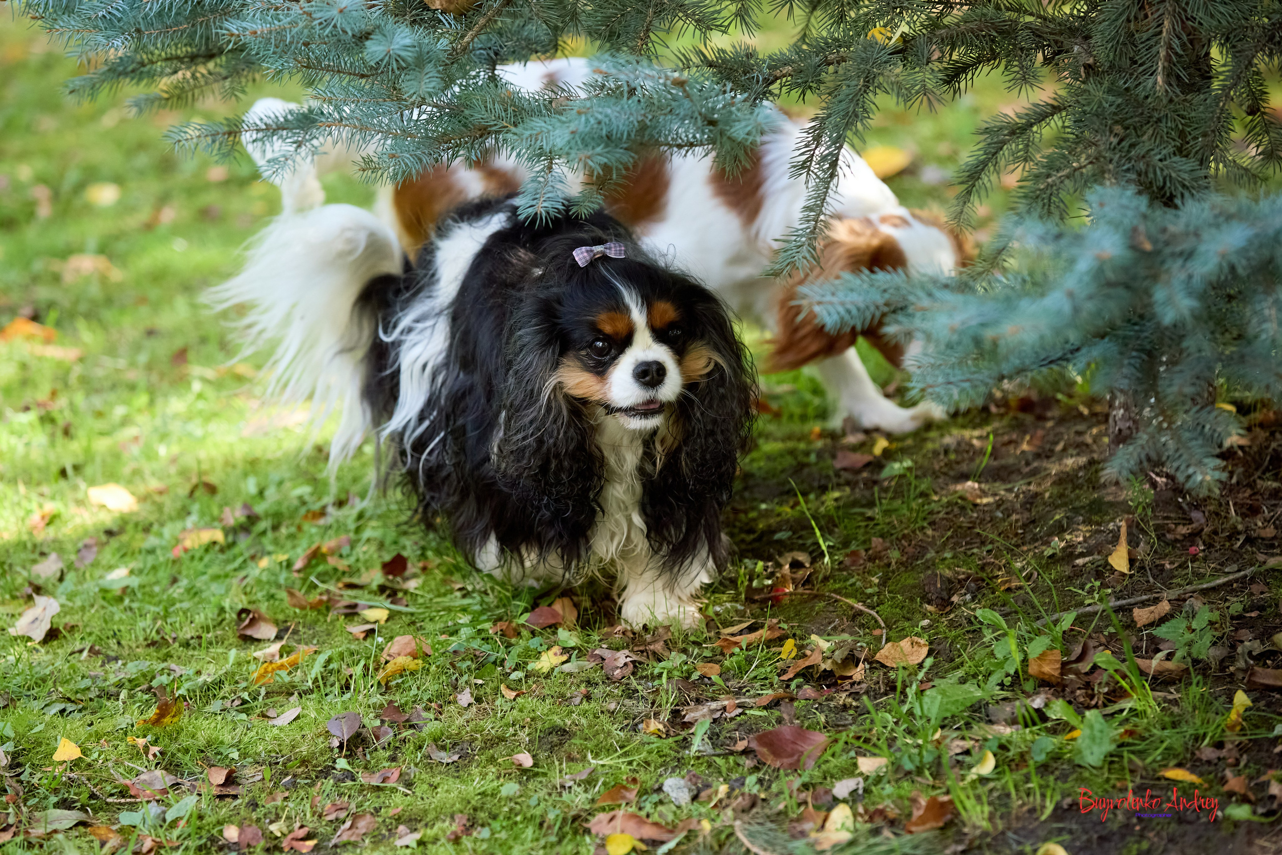 Фотопрогулка с кавалерами. Buyvolenko Andrey