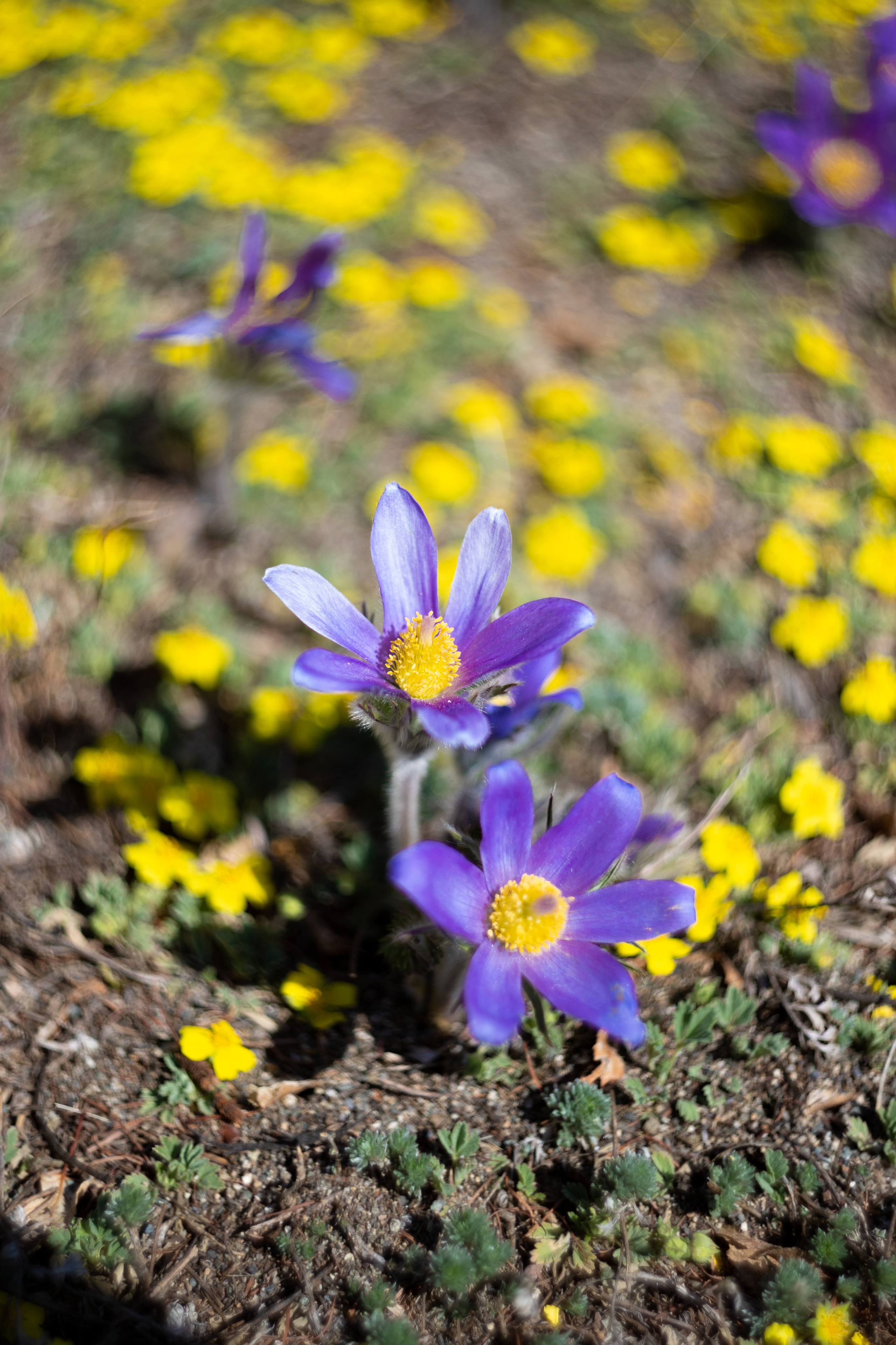 Горный Алтай. Фотограф в Кемерово Анна Оськина